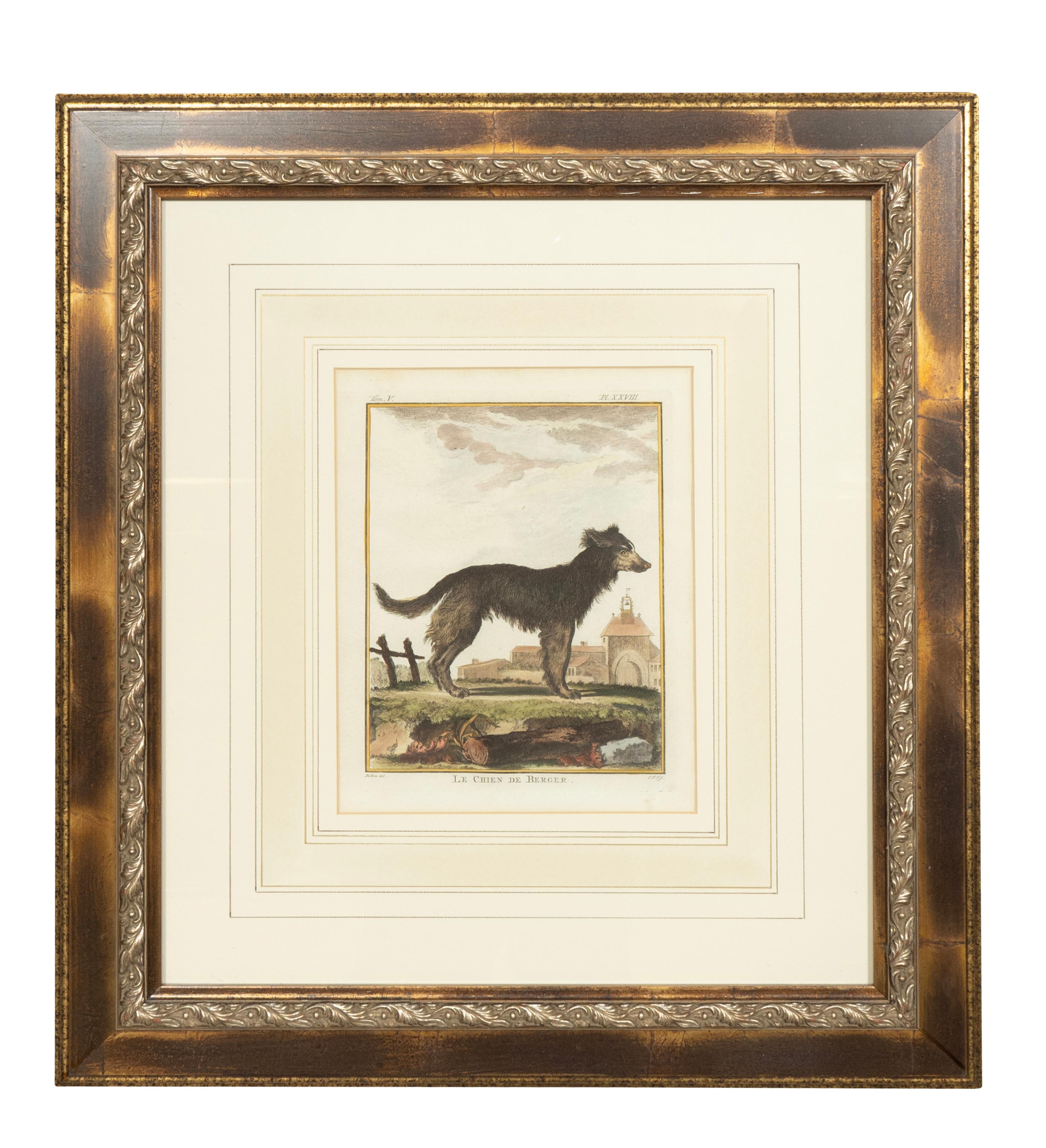 19th Century Set Of Four Hand Colored Engravings Of Dogs For Sale