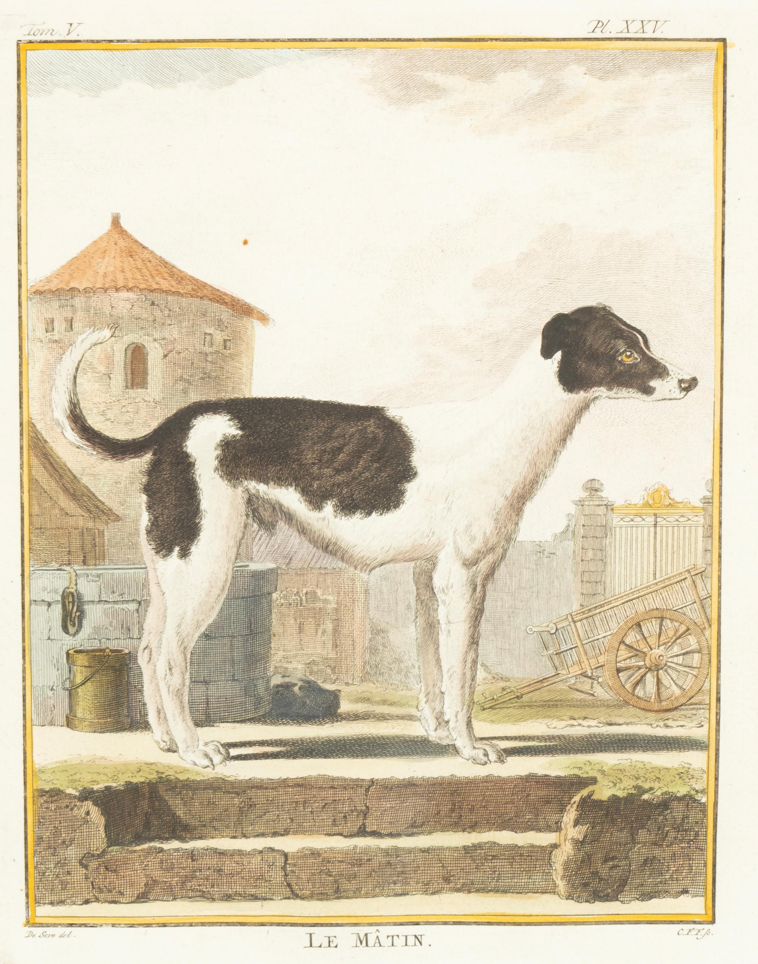Glass Set Of Four Hand Colored Engravings Of Dogs For Sale