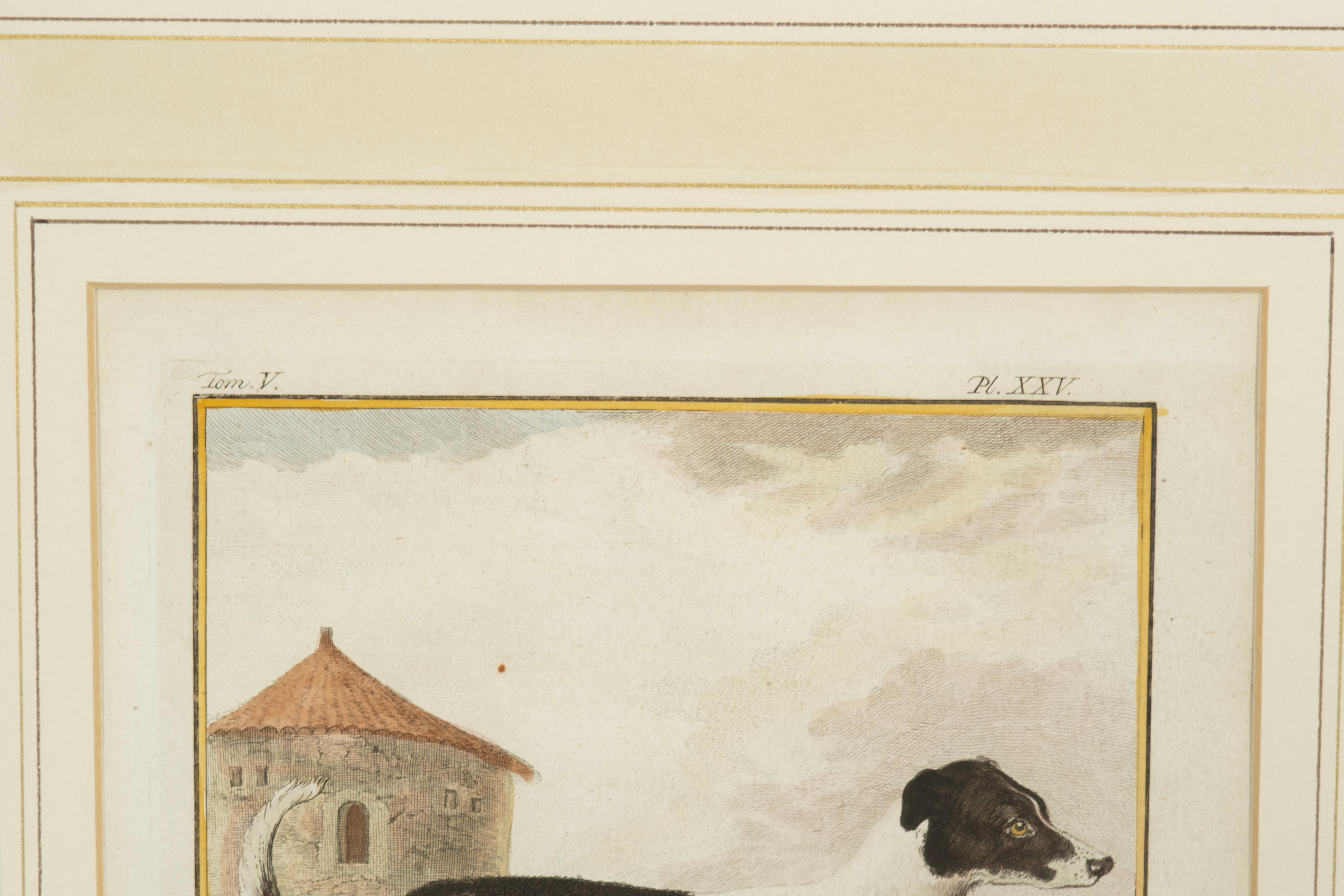 Set Of Four Hand Colored Engravings Of Dogs For Sale 2