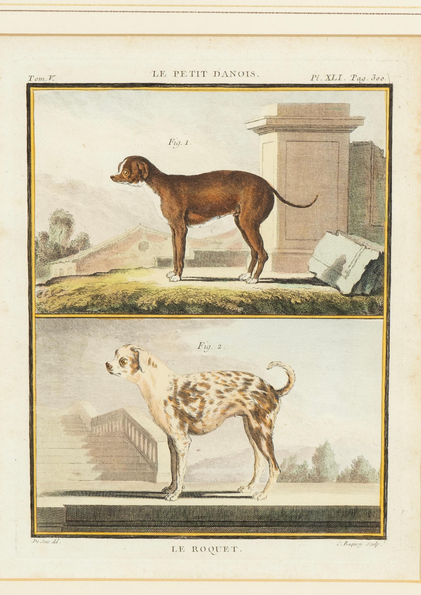 Set Of Four Hand Colored Engravings Of Dogs For Sale 3