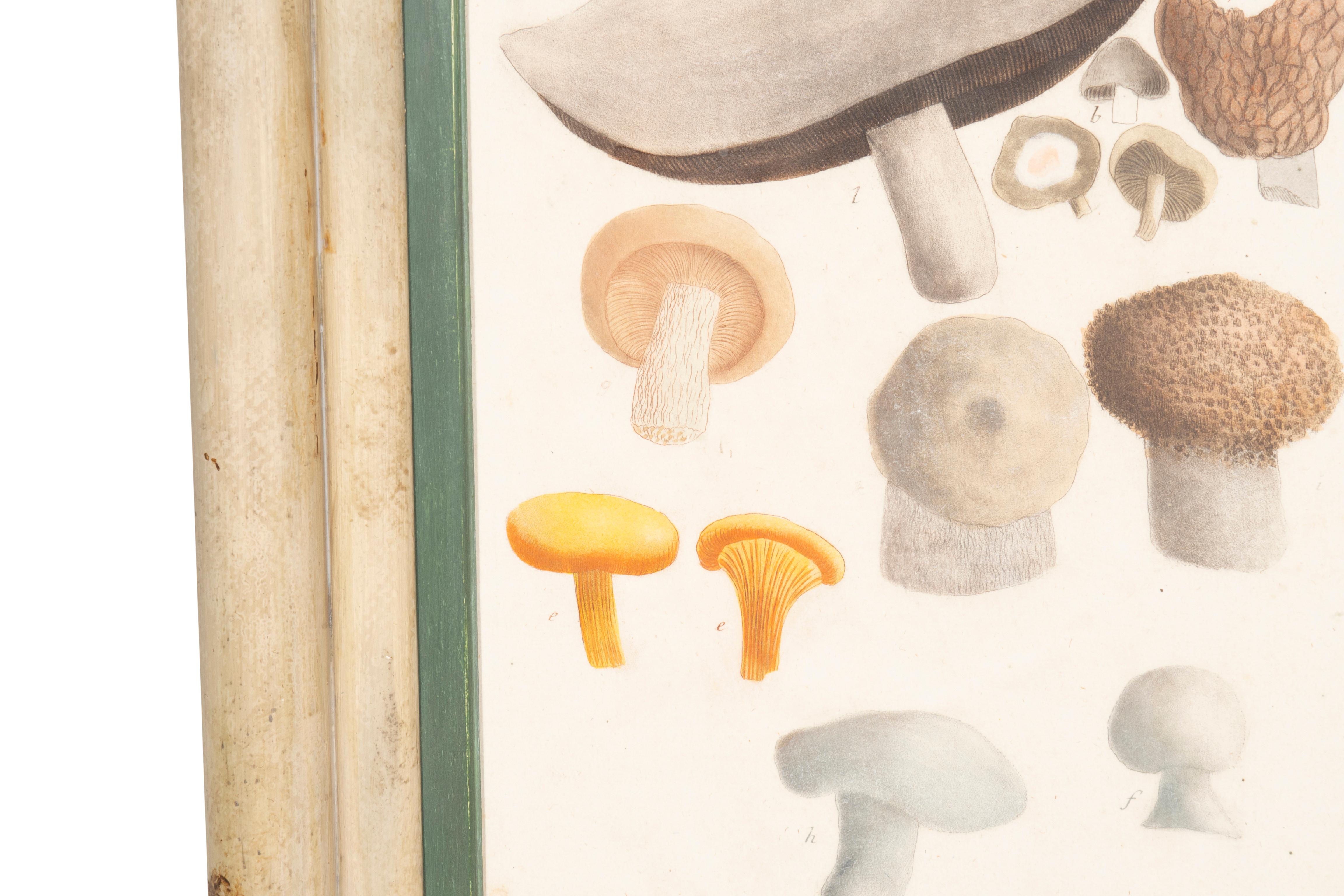 Set Of Four Hand Colored Engravings Of Mushrooms For Sale 4