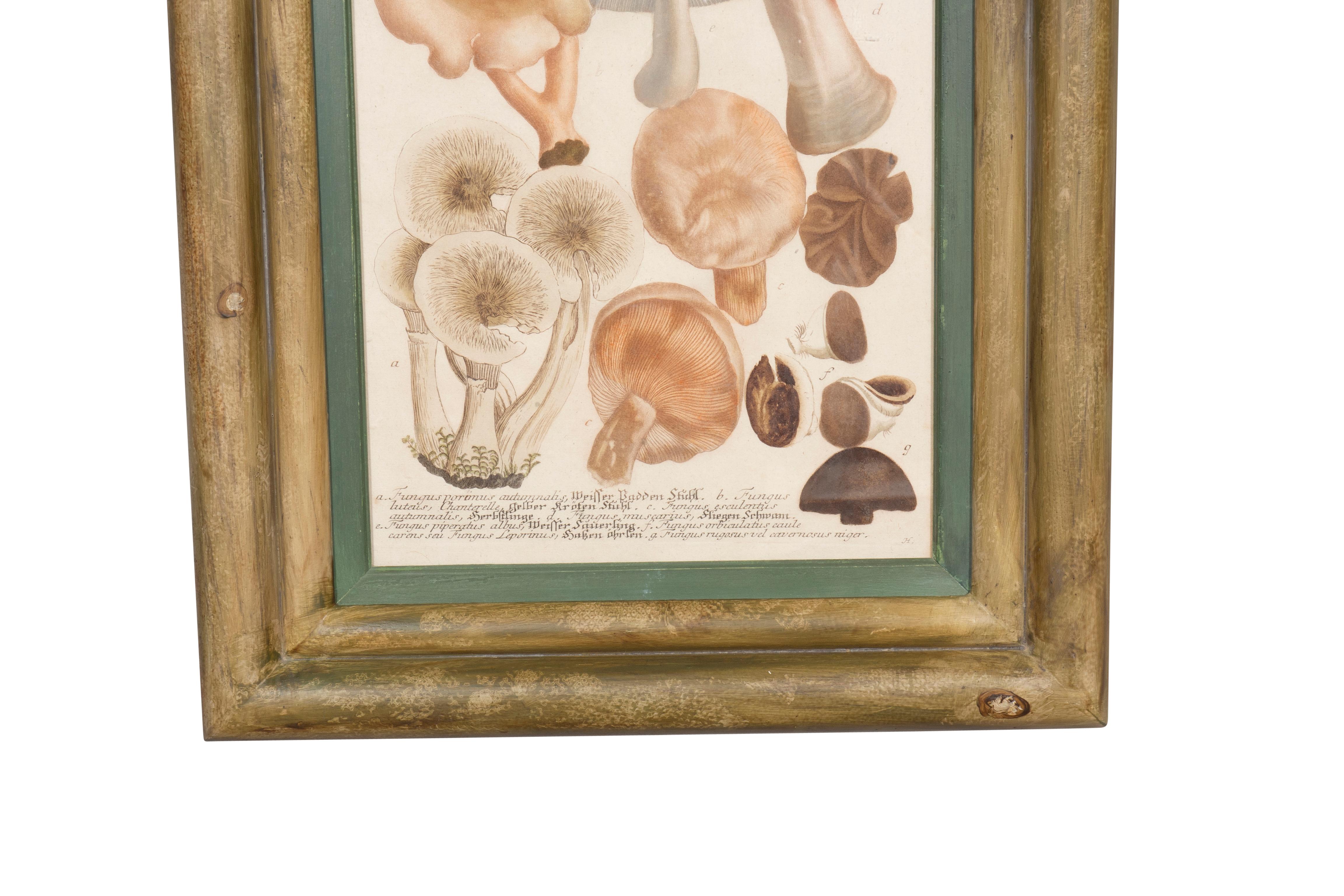 Ensemble de quatre gravures de champignons colorées à la main en vente 5