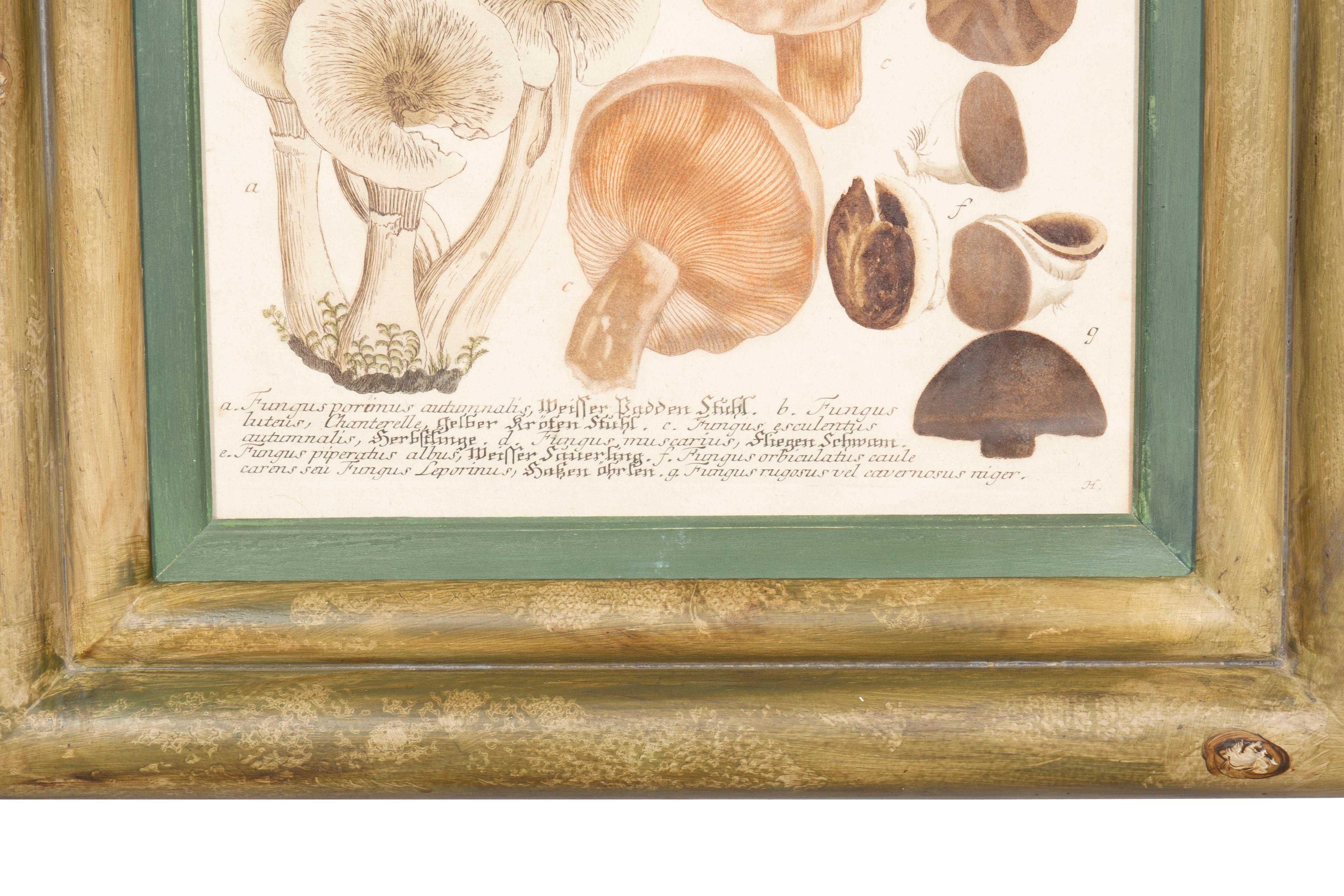 Ensemble de quatre gravures de champignons colorées à la main en vente 6