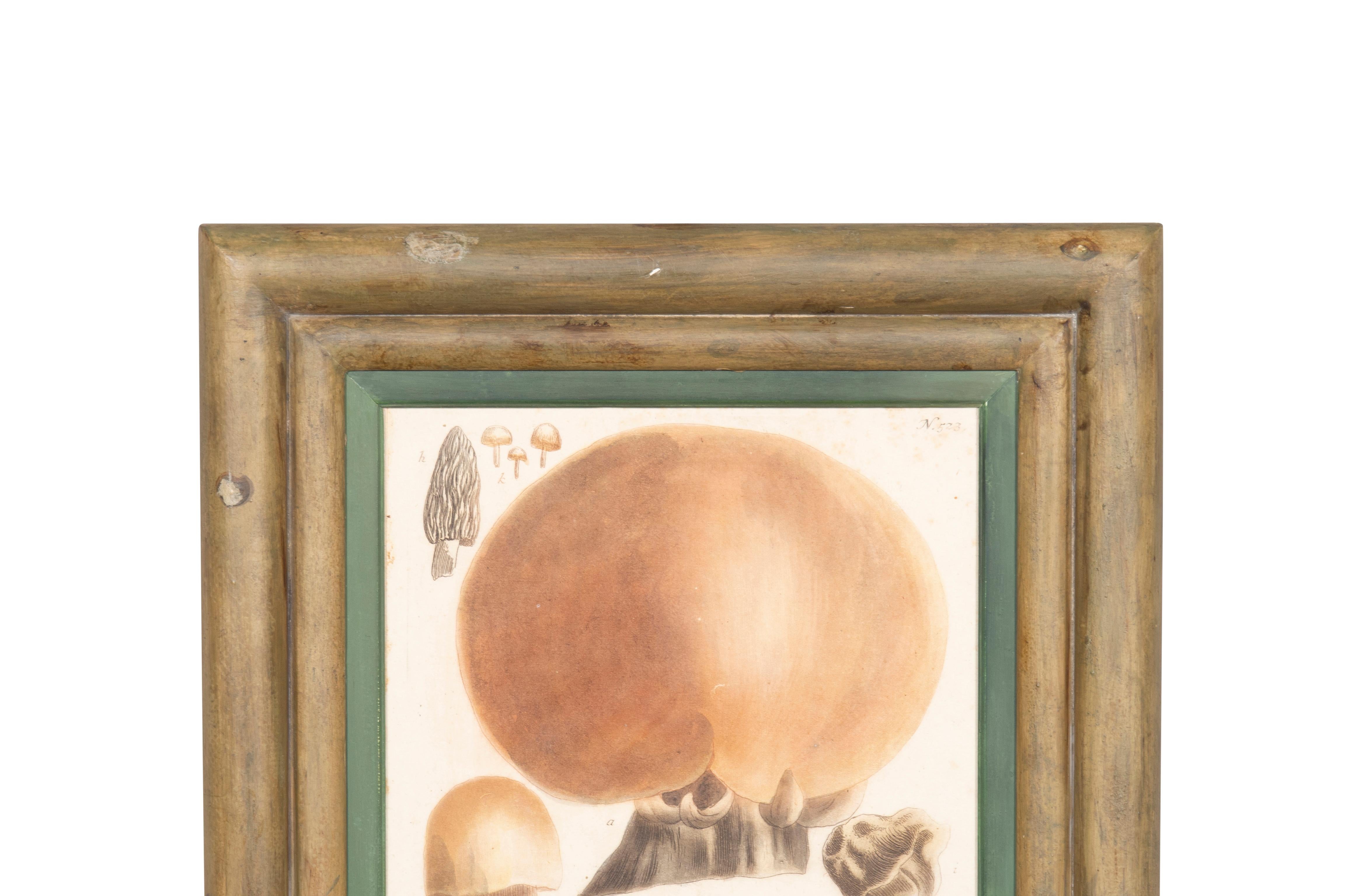 Ensemble de quatre gravures de champignons colorées à la main en vente 7
