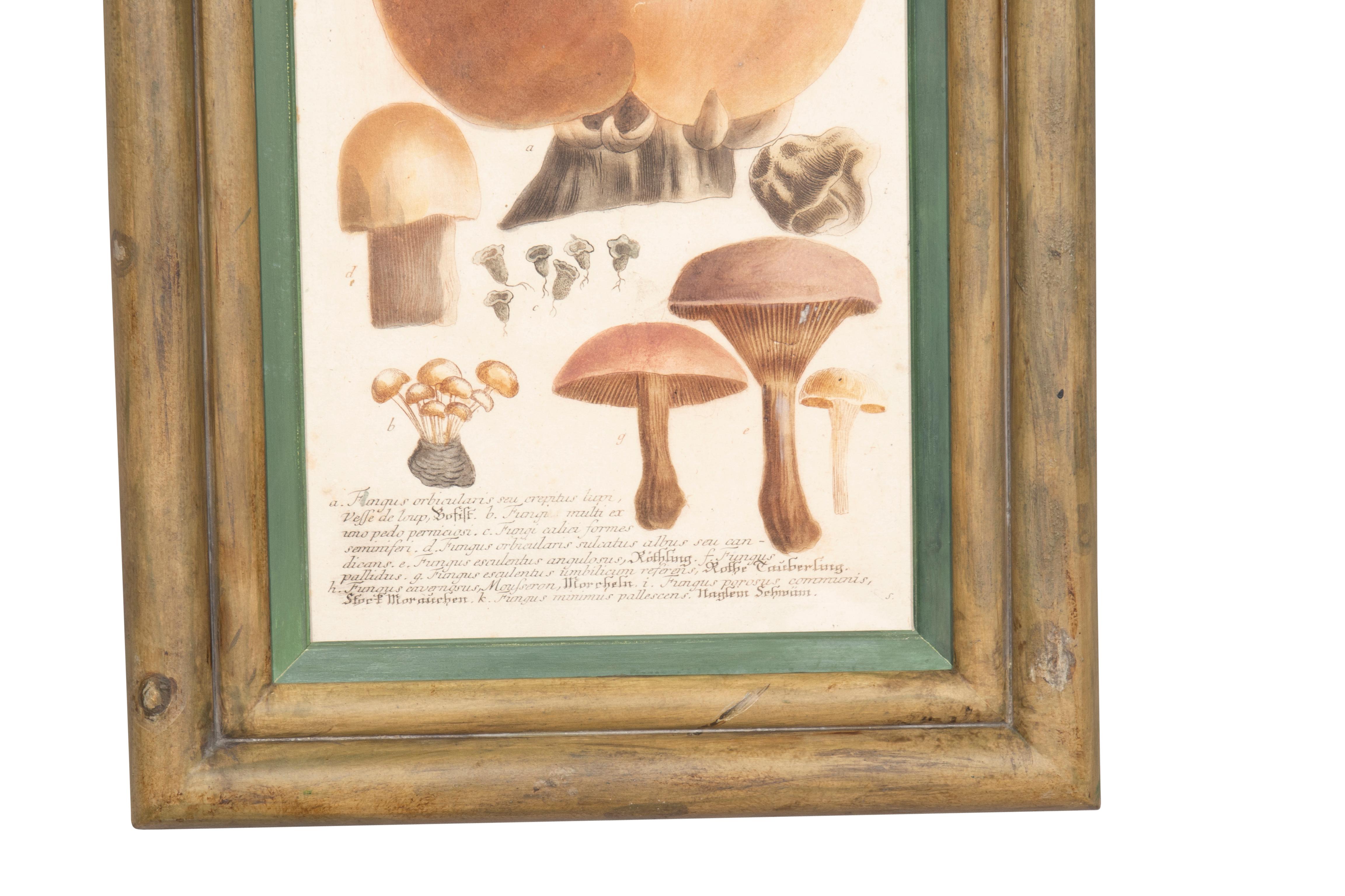 Ensemble de quatre gravures de champignons colorées à la main en vente 8
