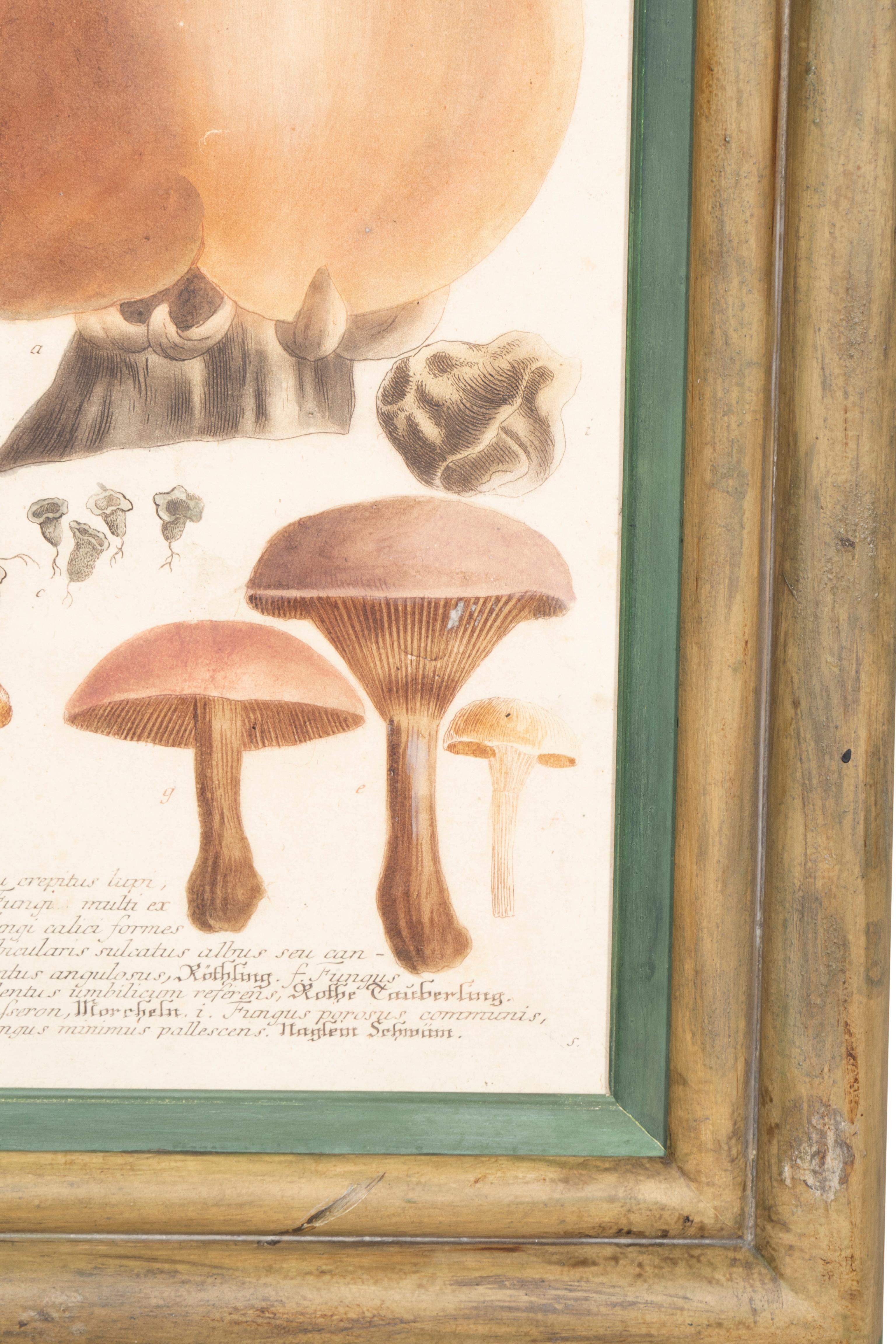 Ensemble de quatre gravures de champignons colorées à la main en vente 9