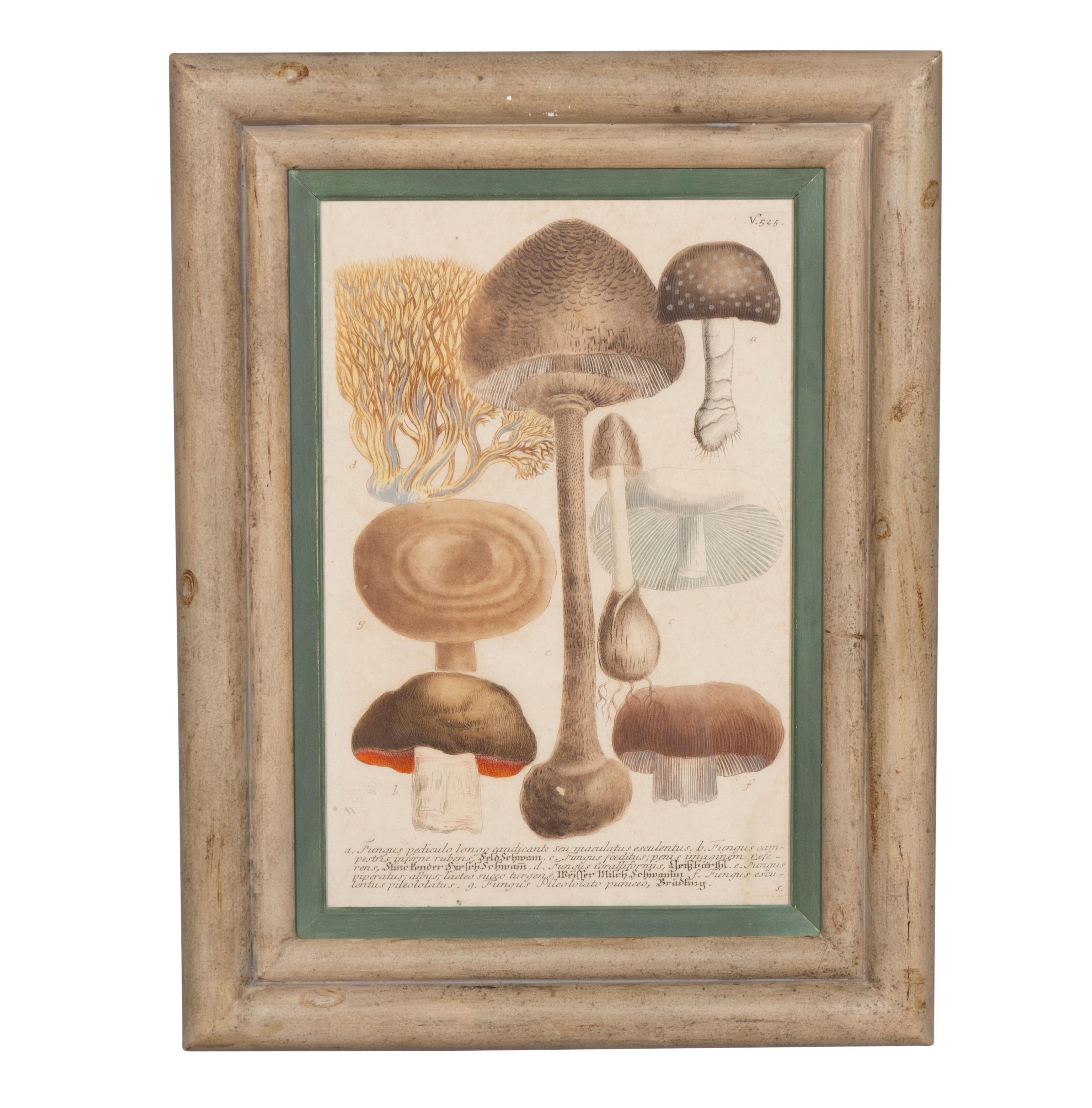 Each in a painted frame and all hand colored plate engravings with inscriptions in Latin and German.