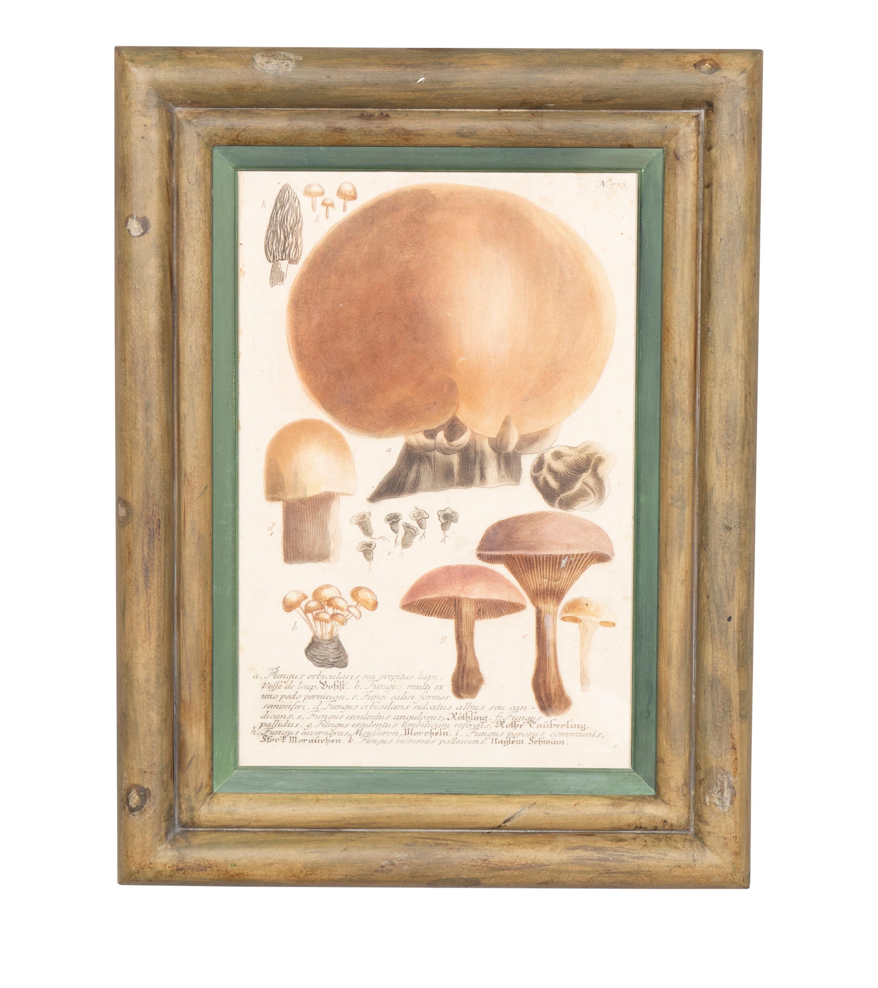 XIXe siècle Ensemble de quatre gravures de champignons colorées à la main en vente