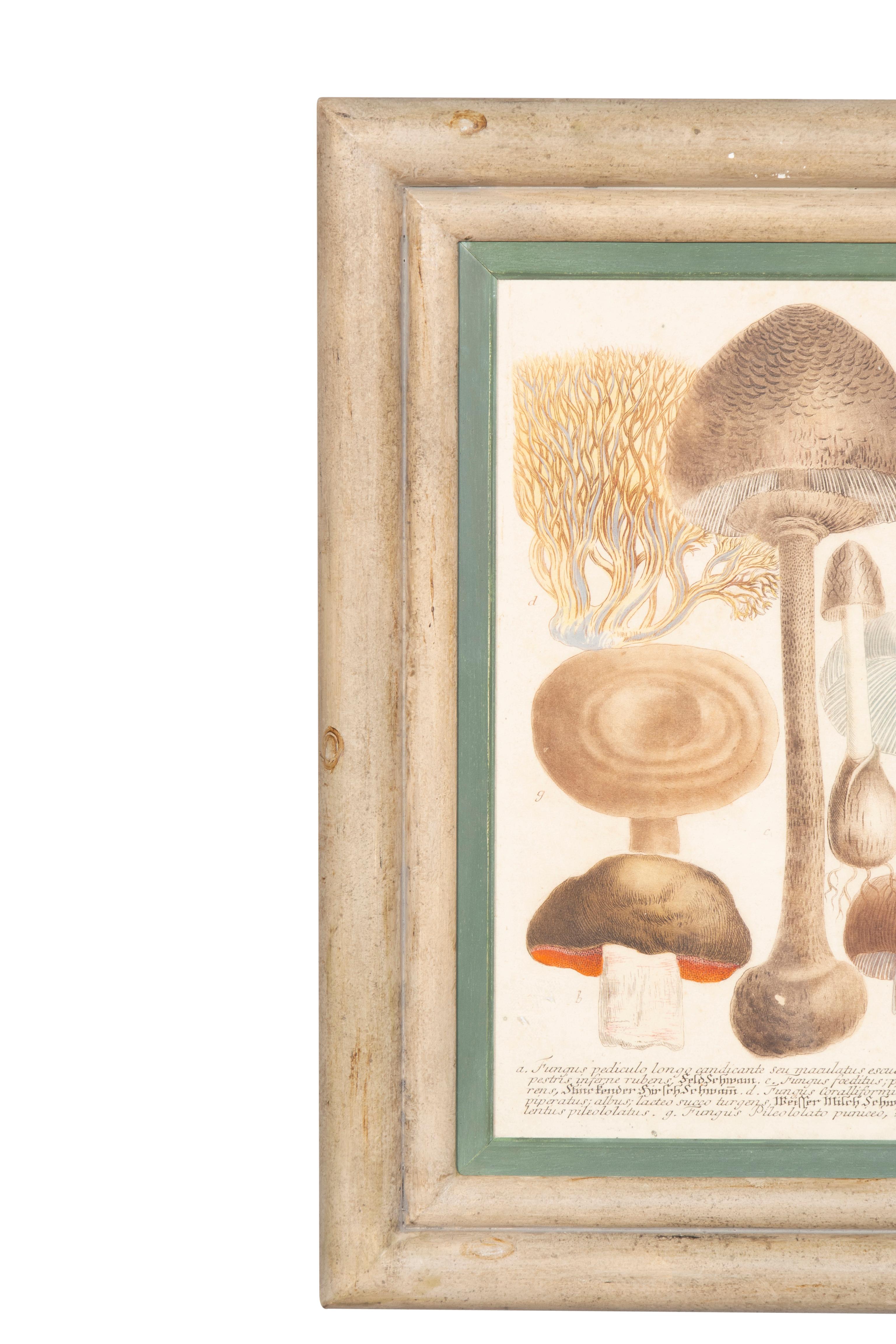 Ensemble de quatre gravures de champignons colorées à la main en vente 1