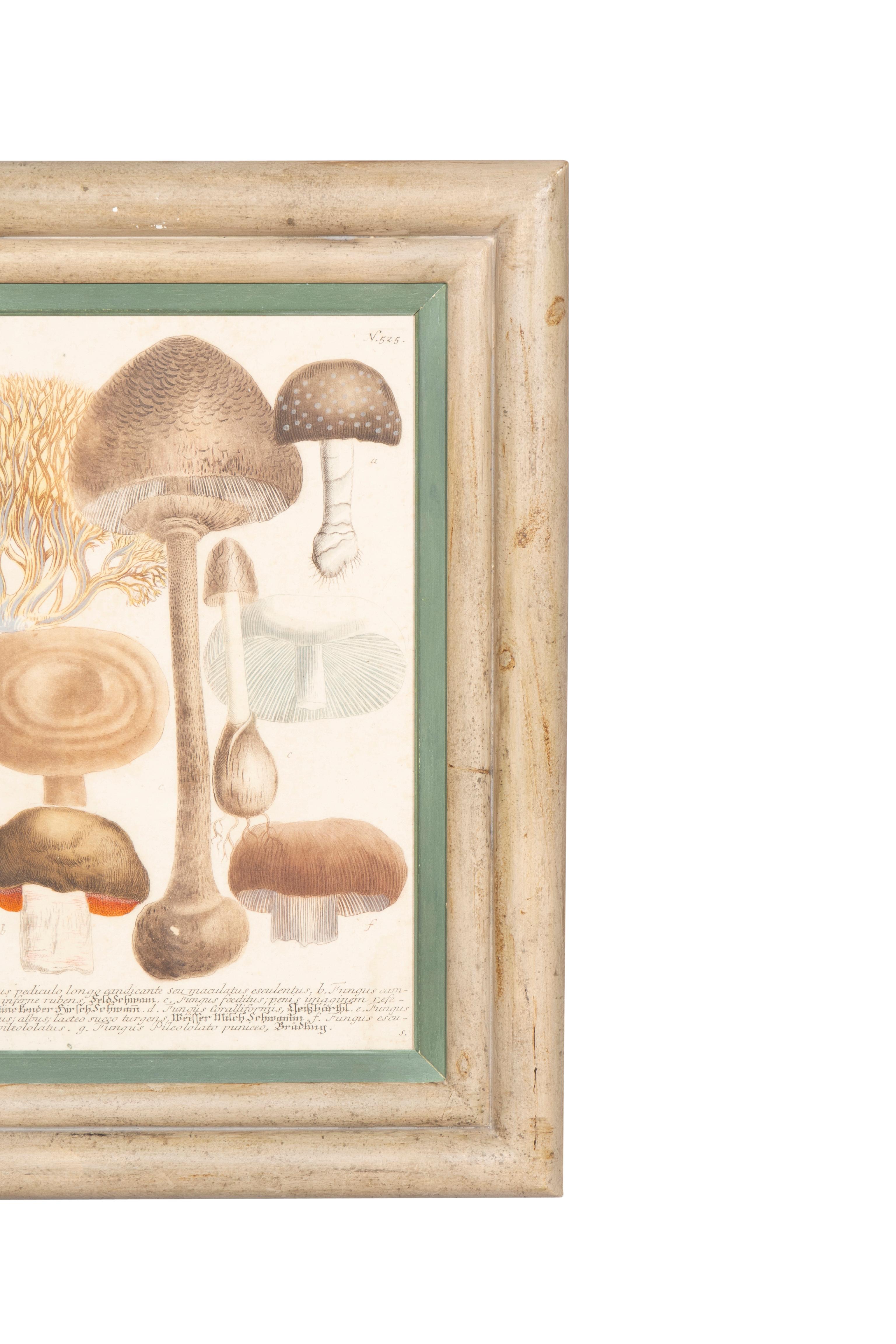 Ensemble de quatre gravures de champignons colorées à la main en vente 2