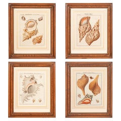 Set of Four Hand Colored Engravings of Shells