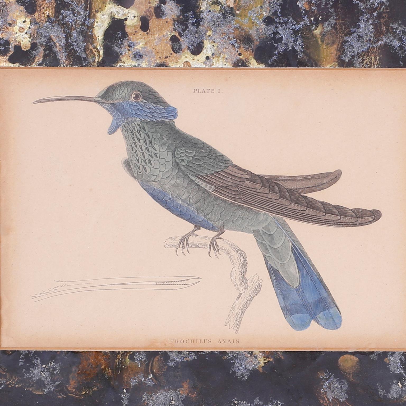 Hardwood Set of Four Hand Colored Humming Bird Prints For Sale