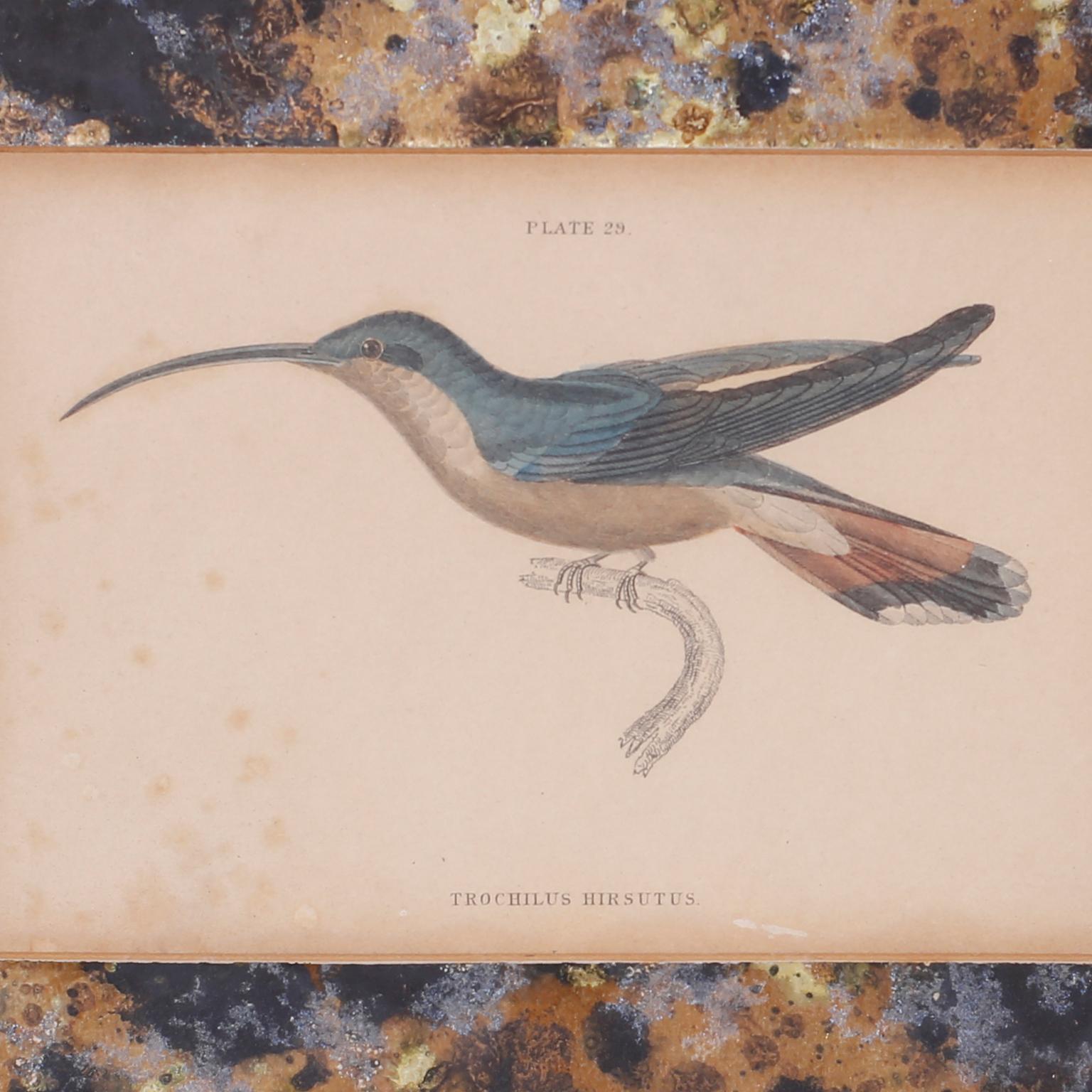 Set of Four Hand Colored Humming Bird Prints For Sale 2