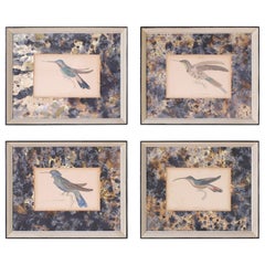 Conjunto de cuatro colibríes coloreados a mano