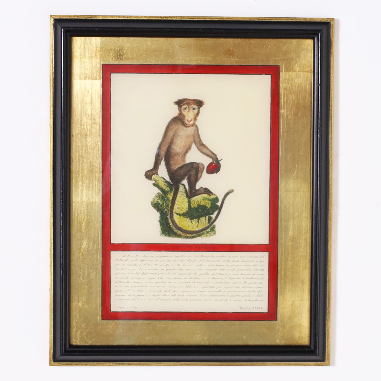 Italian Set of Four Hand Colored Monkey Prints For Sale