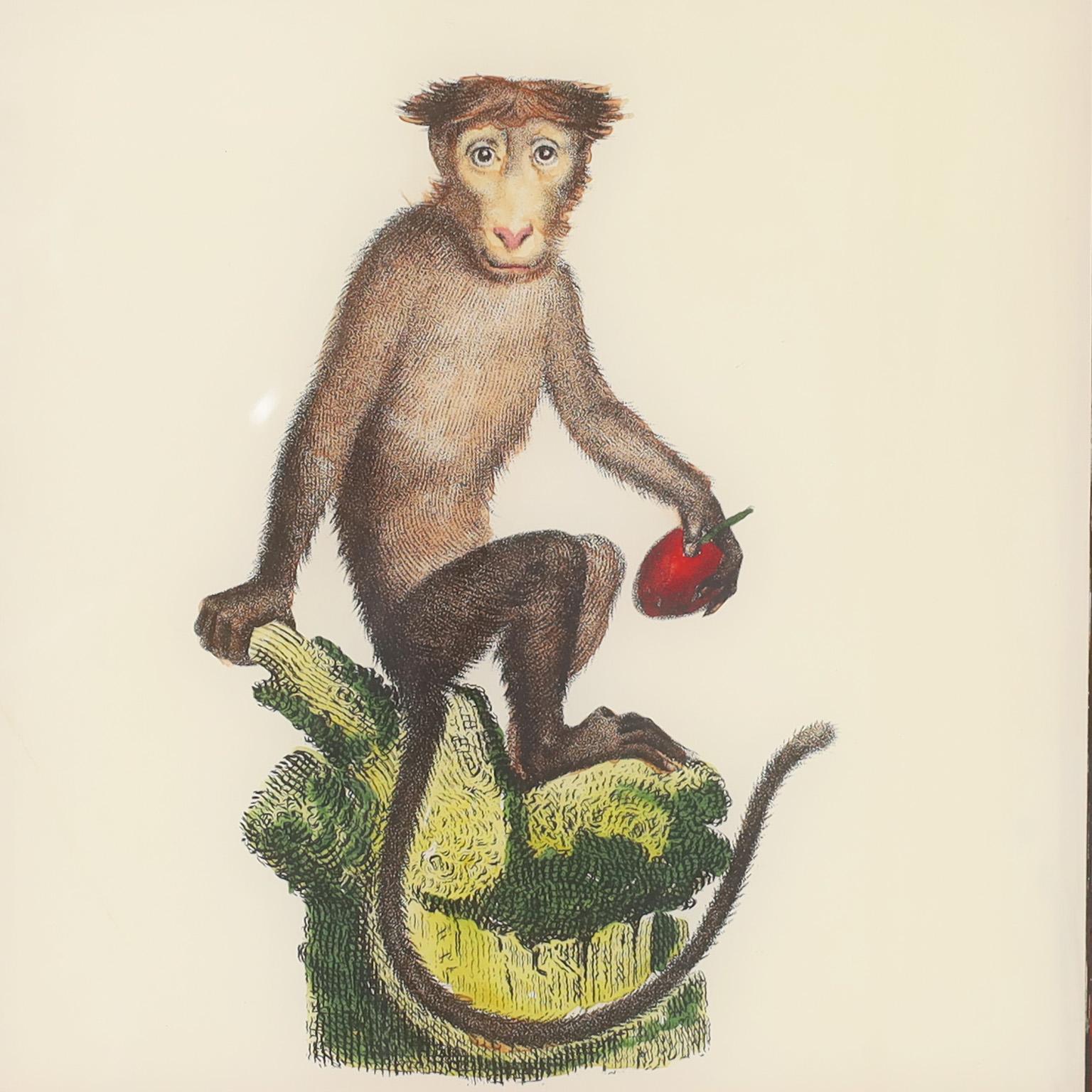 Plated Set of Four Hand Colored Monkey Prints For Sale