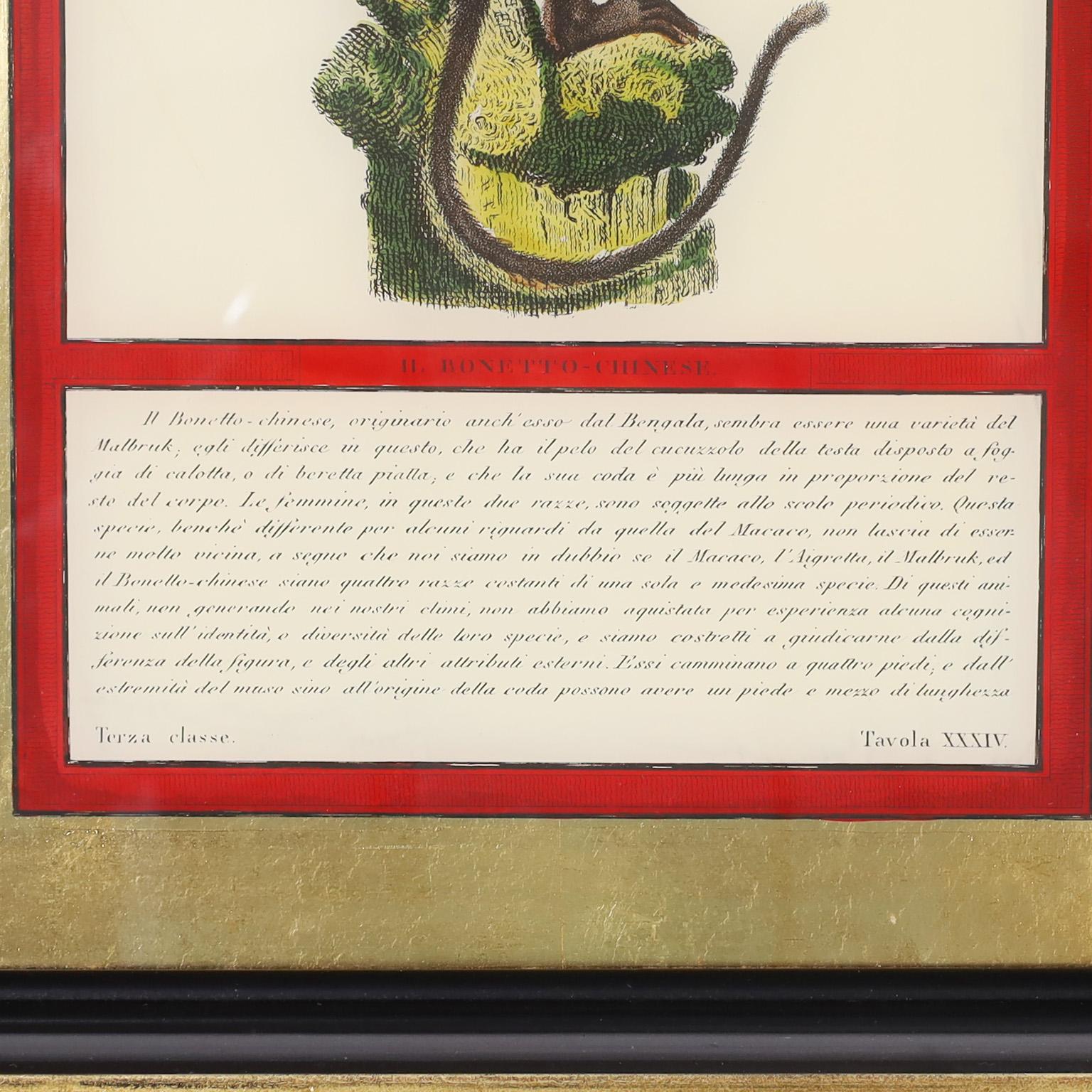 XIXe siècle Ensemble de quatre estampes de singes colorées à la main en vente