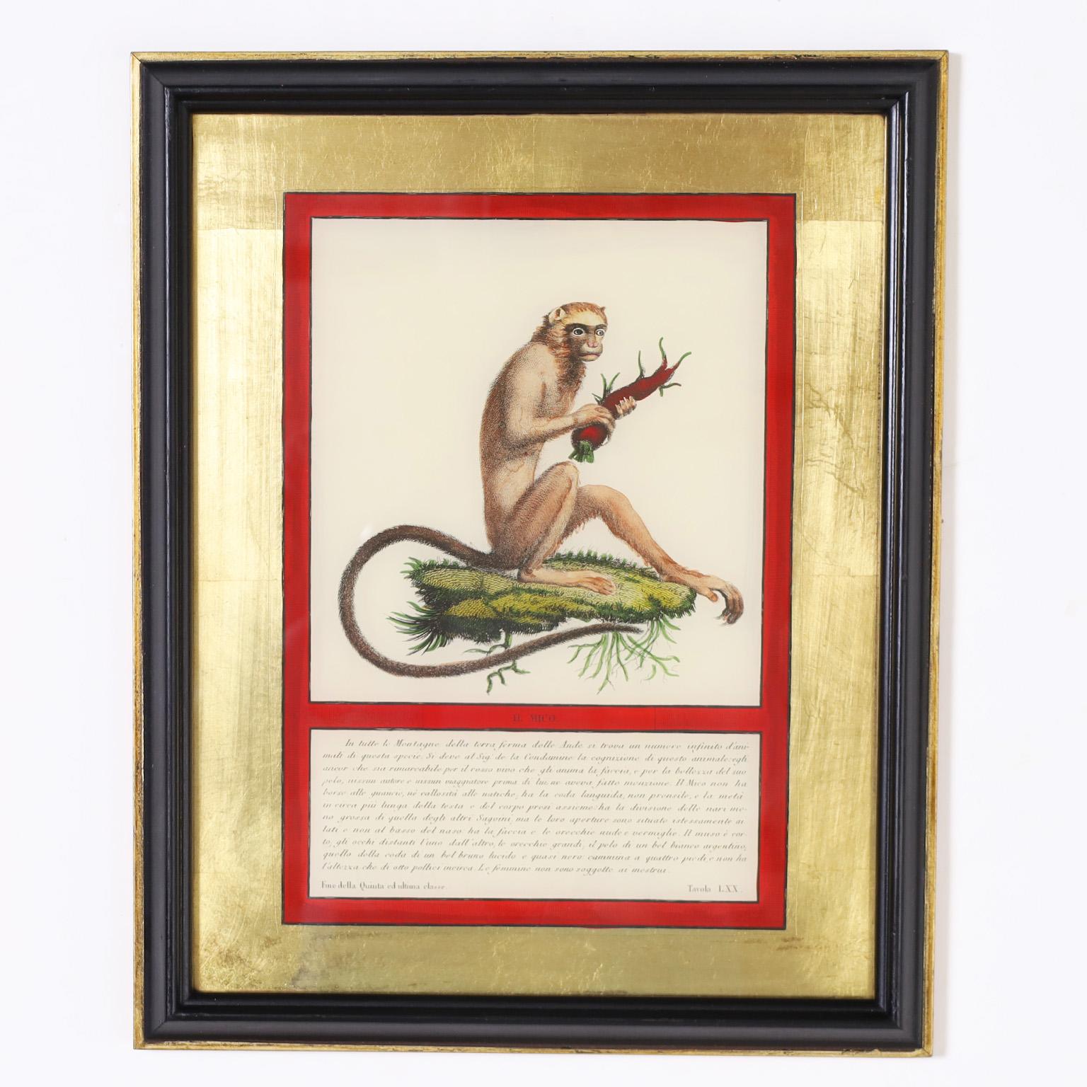 Cuivre Ensemble de quatre estampes de singes colorées à la main en vente