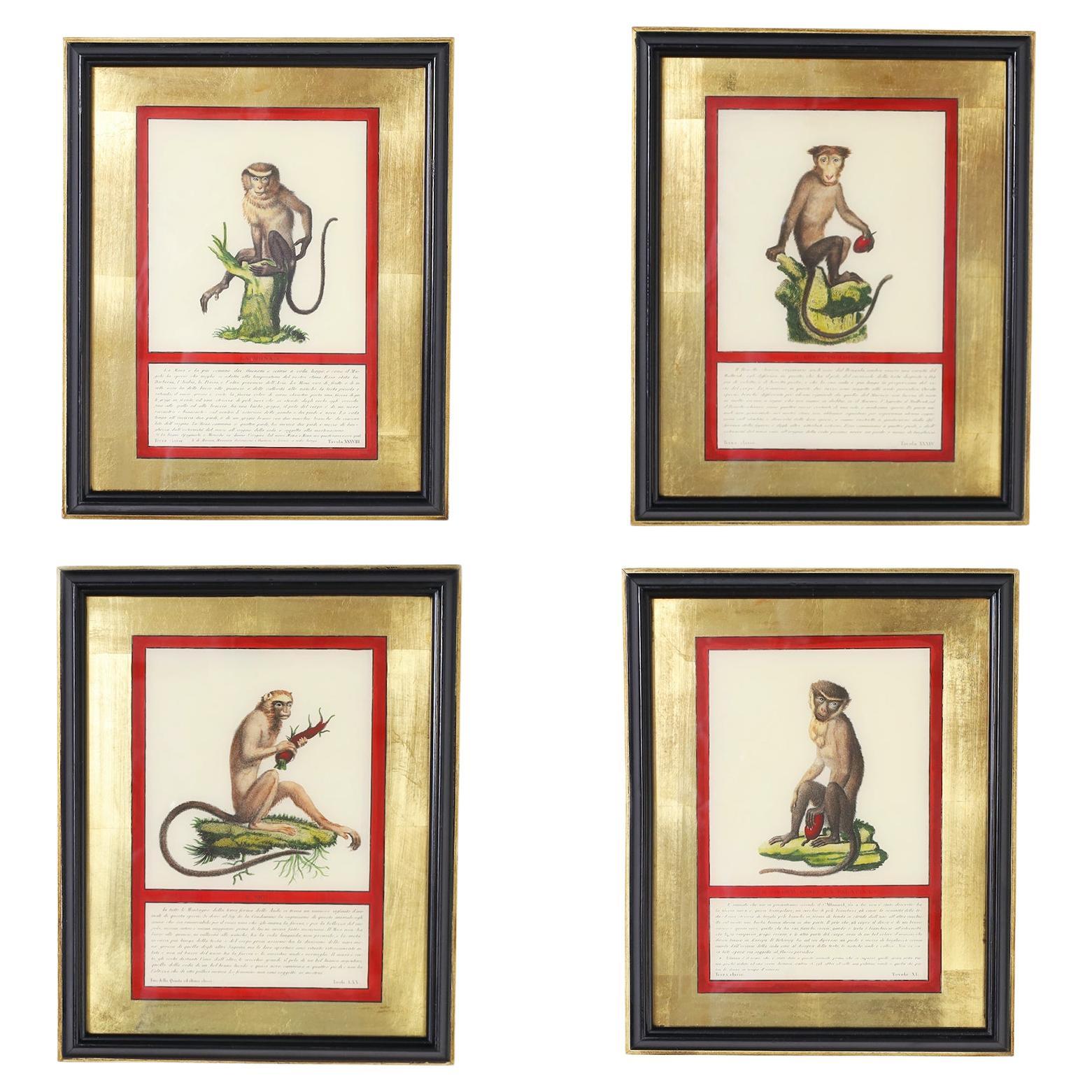 Ensemble de quatre estampes de singes colorées à la main en vente
