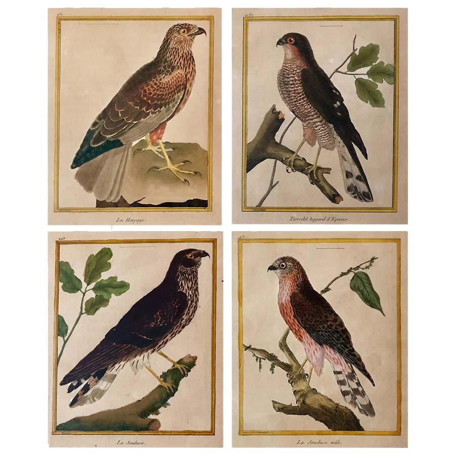 A set of four beautiful hand-colored copper plate engravings from '1770- 1786 Histoire Naturelle des Oiseaux' Paris Imprimerie Royale by Le Comte de Buffon Georges- Louis Marie Leclerc. The engravings are by Francois Nicholas Martinet, the foremost