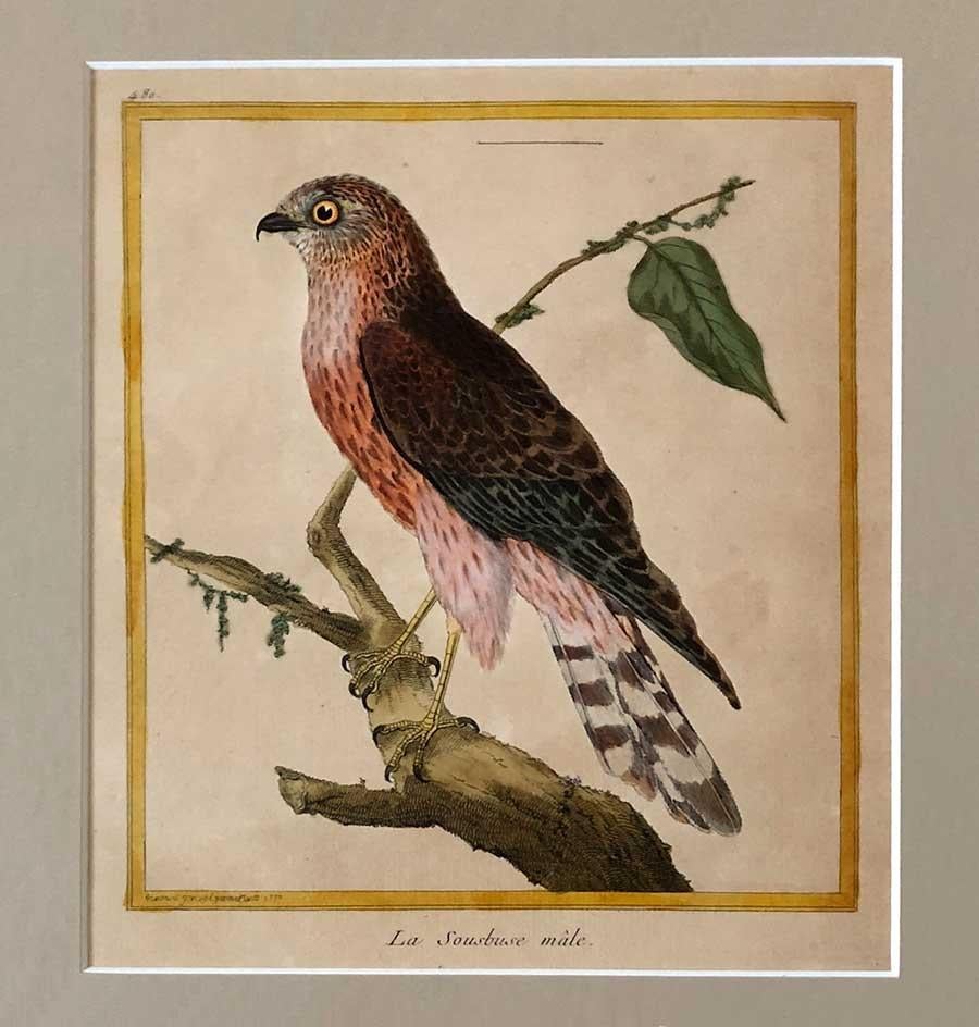 Set of Four Hand-Colored Copper Plate Engravings from 1786 In Good Condition In Tetbury, Gloucestershire