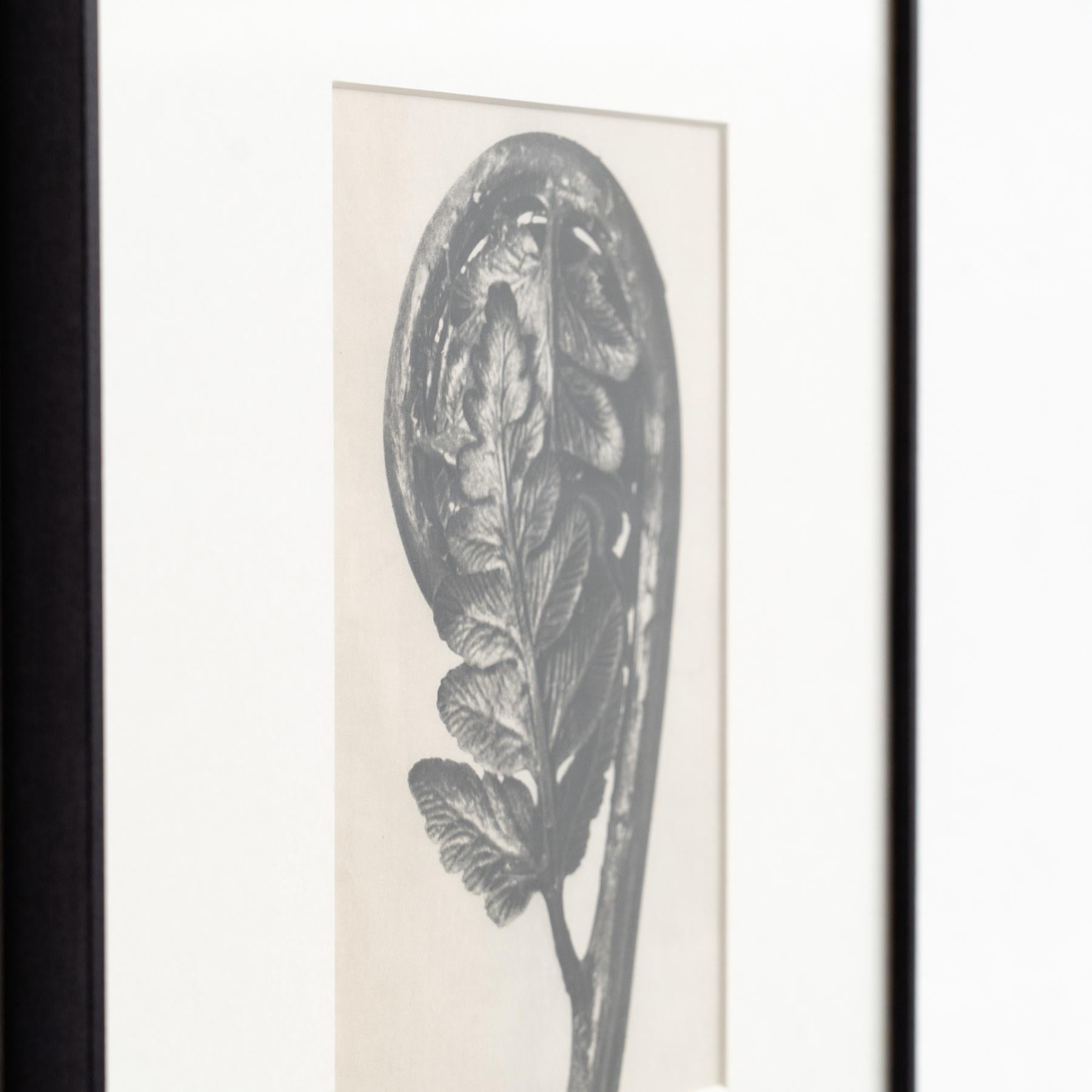Set of Four Karl Blossfeldt Framed Photogravures: Nature's Elegance (1942) For Sale 3