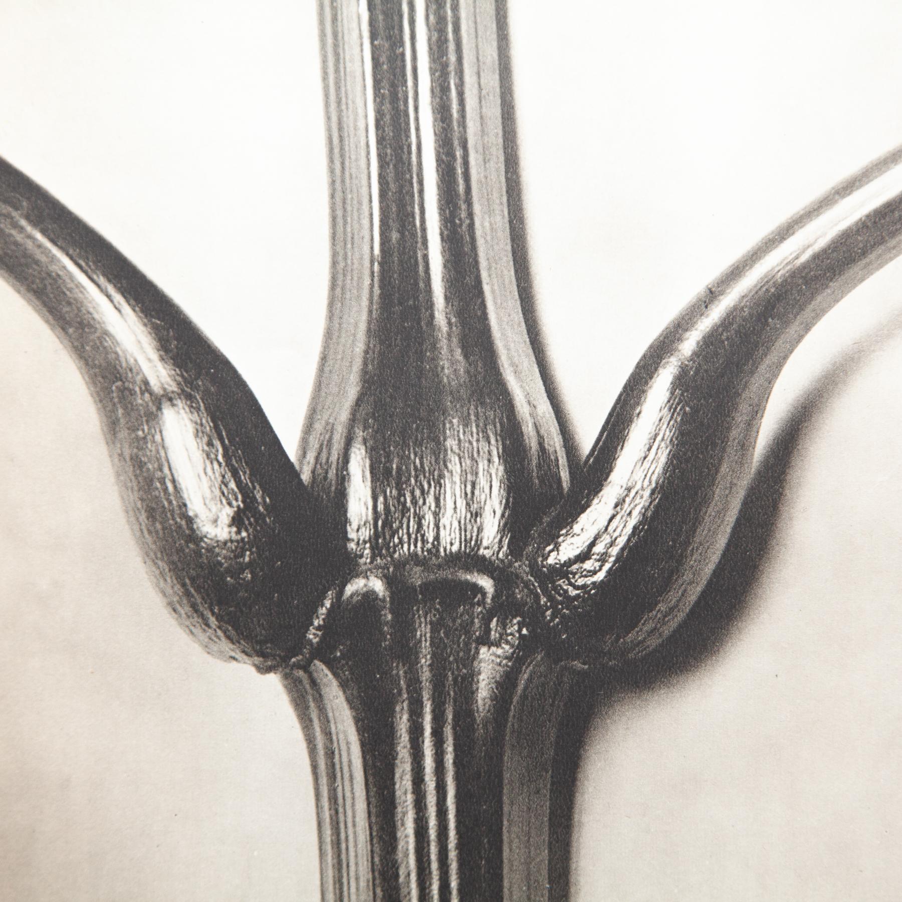 Set di quattro fotogrammi incorniciati di Karl Blossfeldt: Natural Elegance (1942) in vendita 3