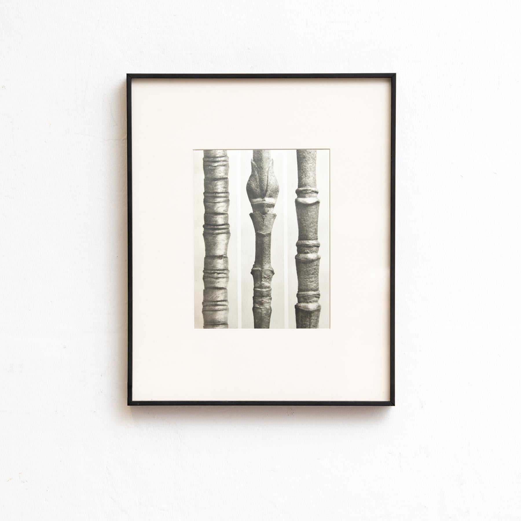 Set of Four Karl Blossfeldt Framed Photogravures: Nature's Elegance (1942) For Sale 4