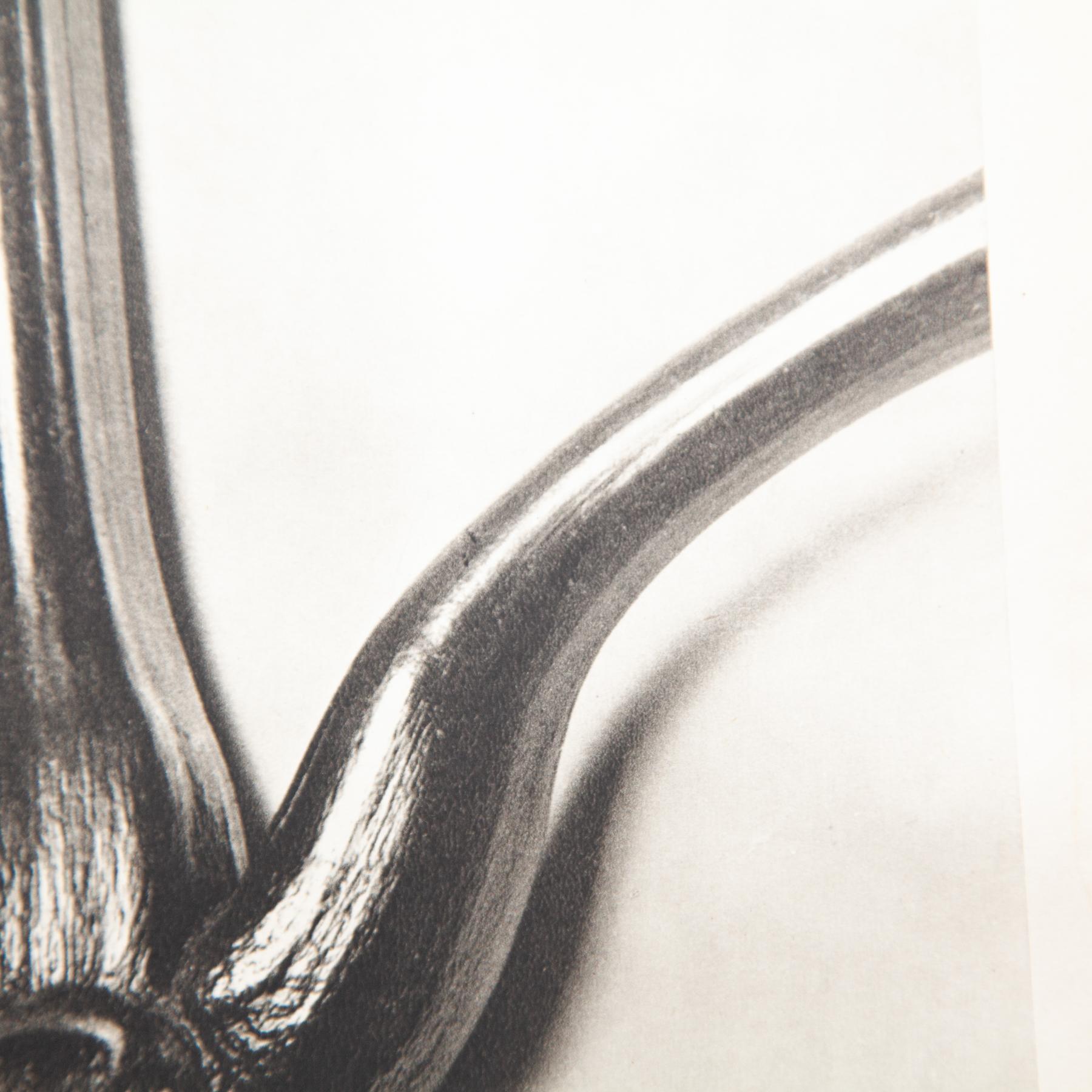 Set di quattro fotogrammi incorniciati di Karl Blossfeldt: Natural Elegance (1942) in vendita 4