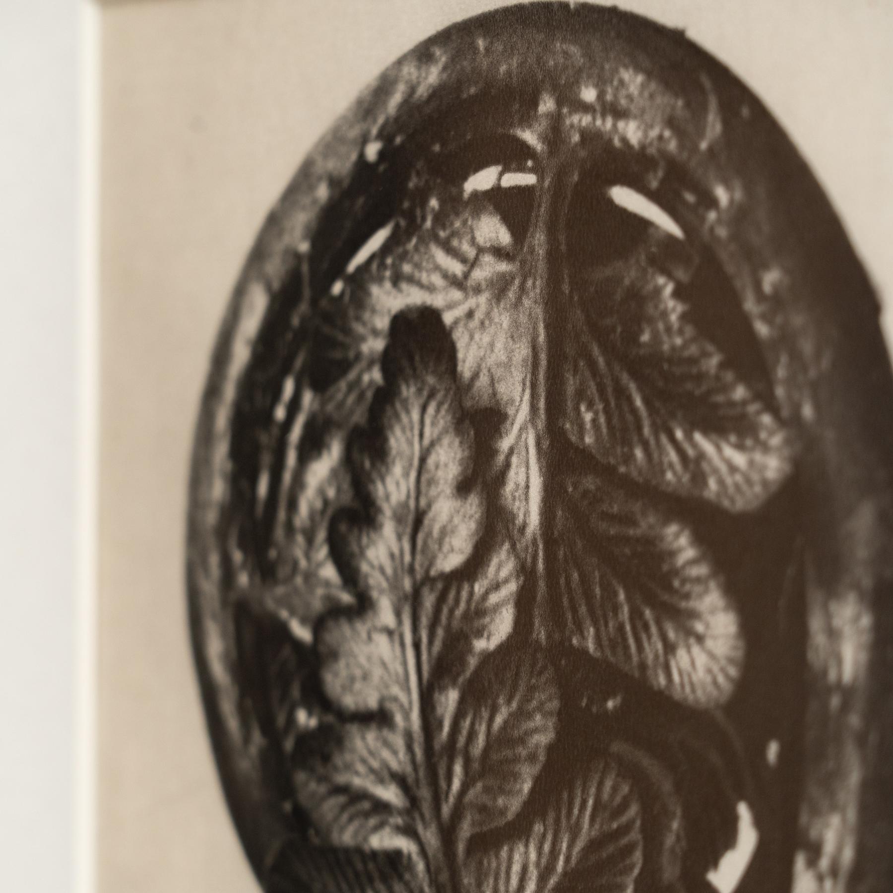 Set of Four Karl Blossfeldt Framed Photogravures: Nature's Elegance (1942) For Sale 6