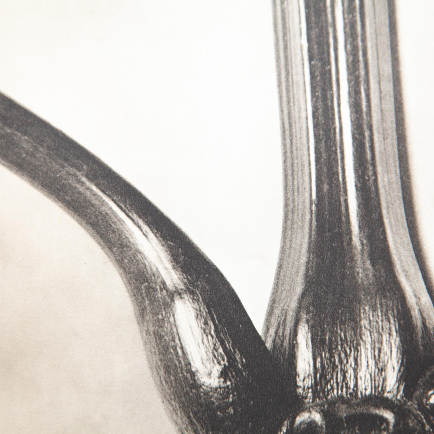 Set di quattro fotogrammi incorniciati di Karl Blossfeldt: Natural Elegance (1942) in vendita 6