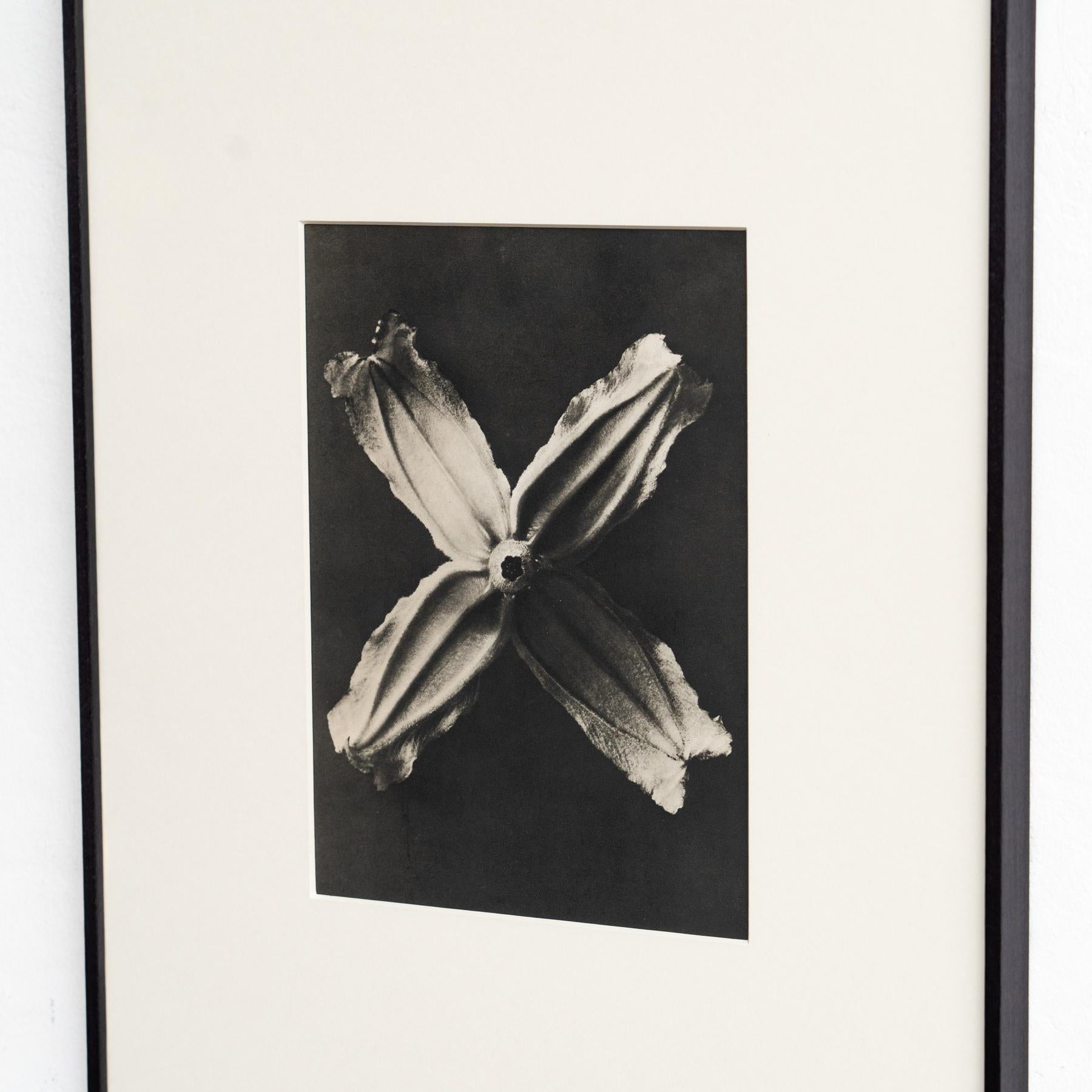 Set of Four Karl Blossfeldt Framed Photogravures: Nature's Elegance (1942) For Sale 7