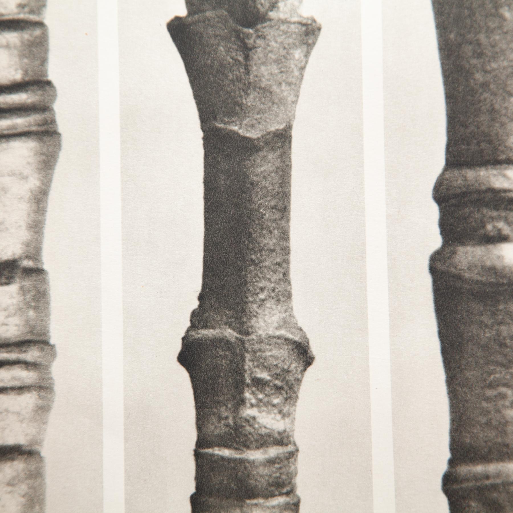 Set of Four Karl Blossfeldt Framed Photogravures: Nature's Elegance (1942) For Sale 7