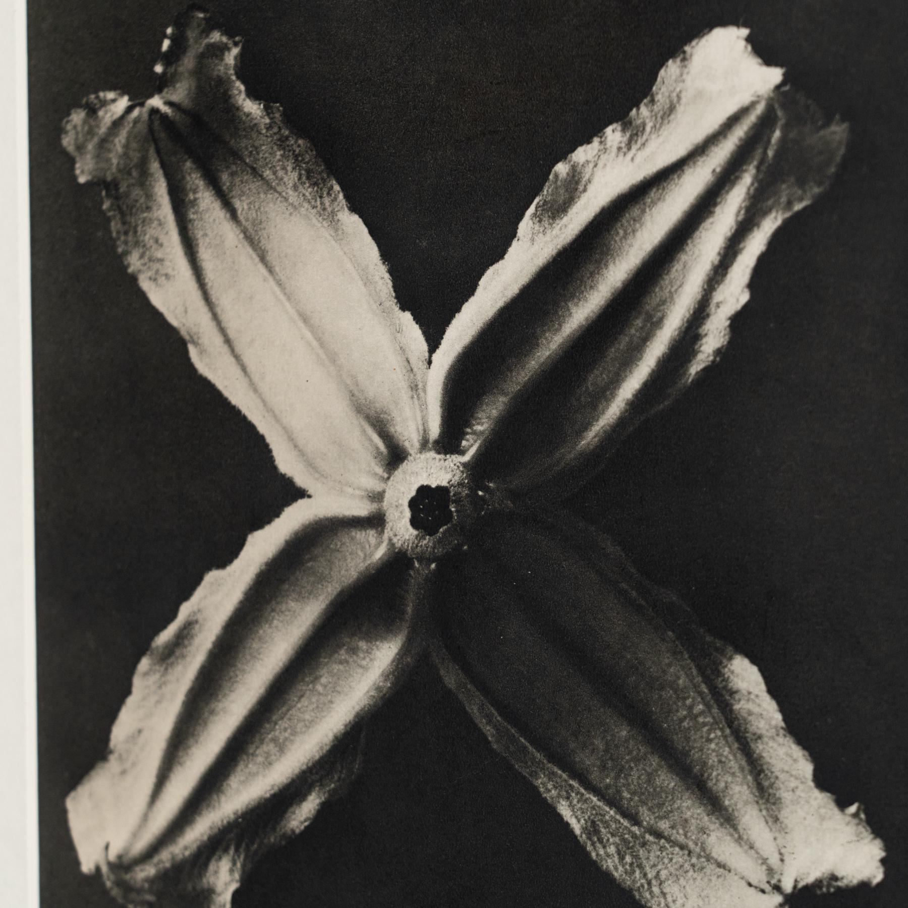 Set of Four Karl Blossfeldt Framed Photogravures: Nature's Elegance (1942) For Sale 8