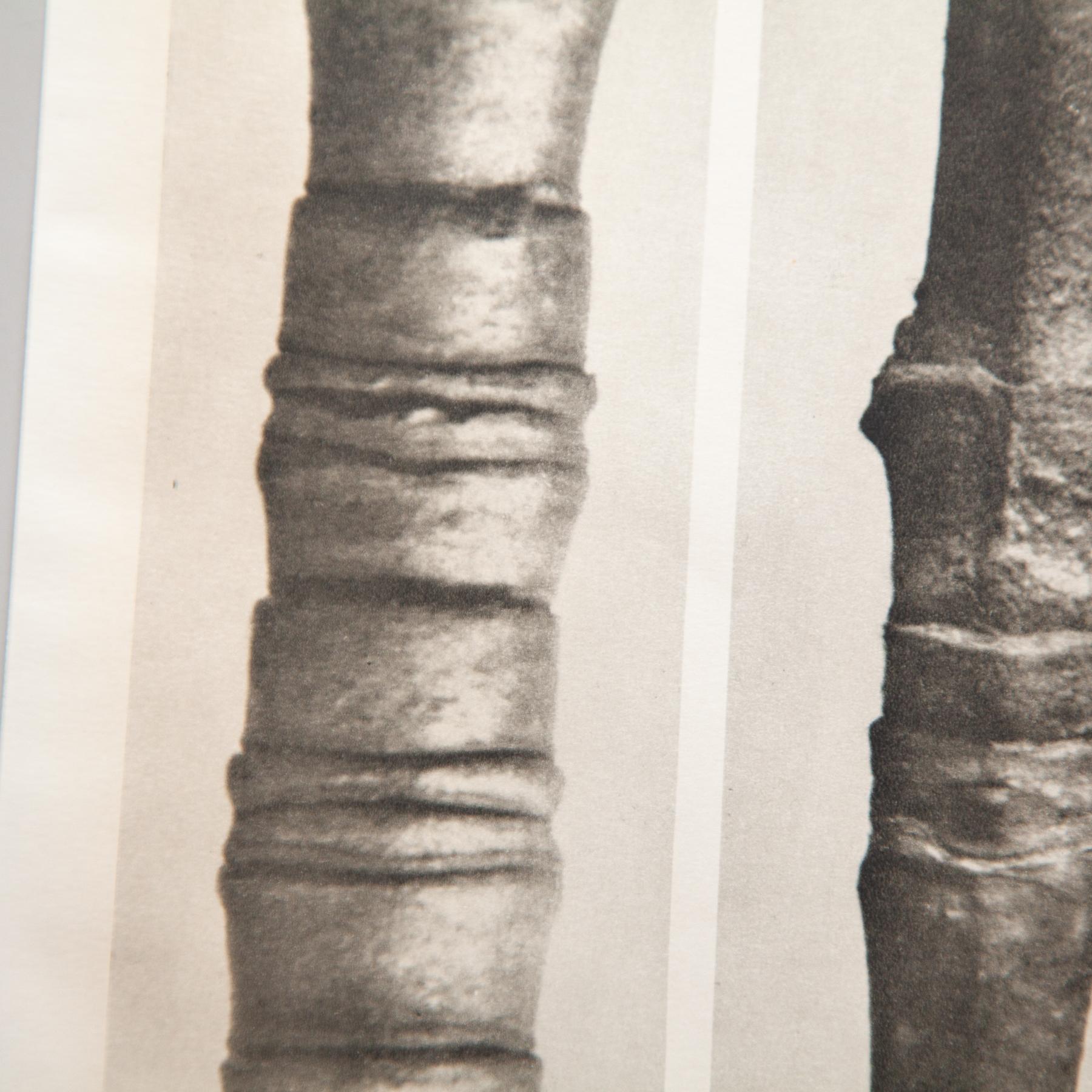 Set of Four Karl Blossfeldt Framed Photogravures: Nature's Elegance (1942) For Sale 8