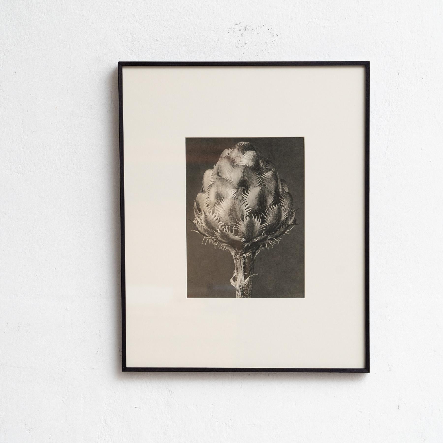 Presenting a captivating set of four Karl Blossfeldt Photogravures from the 1942 edition of the book 'Wunder in der Natur.' 

In its original condition, this piece boasts minor wear that beautifully weaves into its historical narrative, showcasing a