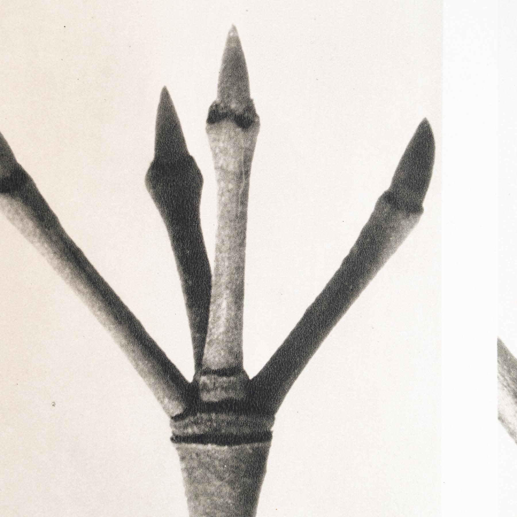 Presenting a captivating set of four Karl Blossfeldt Photogravures from the 1942 edition of the book 'Wunder in der Natur.' 

In its original condition, this piece boasts minor wear that beautifully weaves into its historical narrative, showcasing a