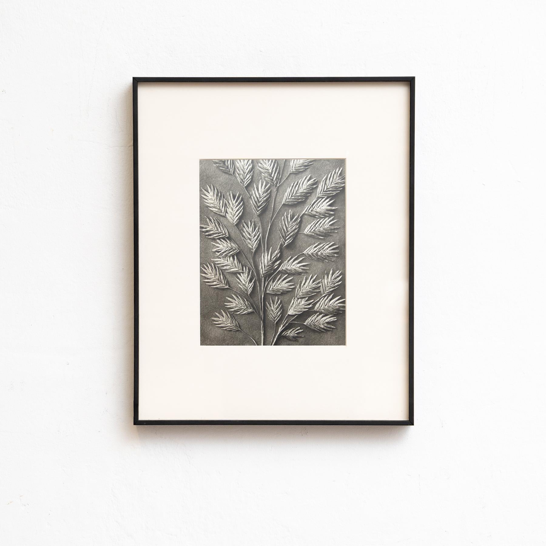 Presentiamo un'affascinante serie di quattro fotoincisioni di Karl Blossfeldt dall'edizione del 1942 del libro 