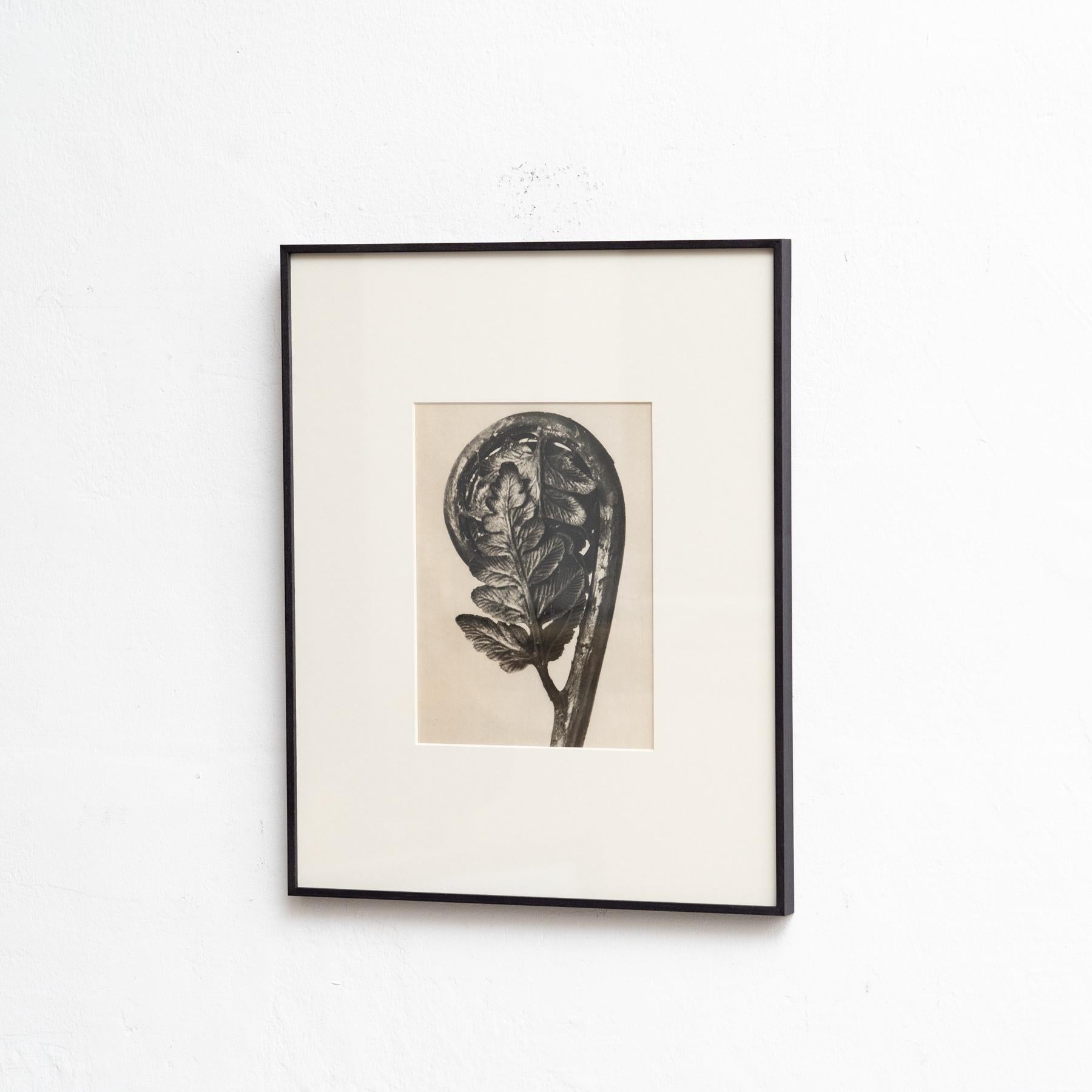 Mid-Century Modern Set of Four Karl Blossfeldt Framed Photogravures: Nature's Elegance (1942) For Sale