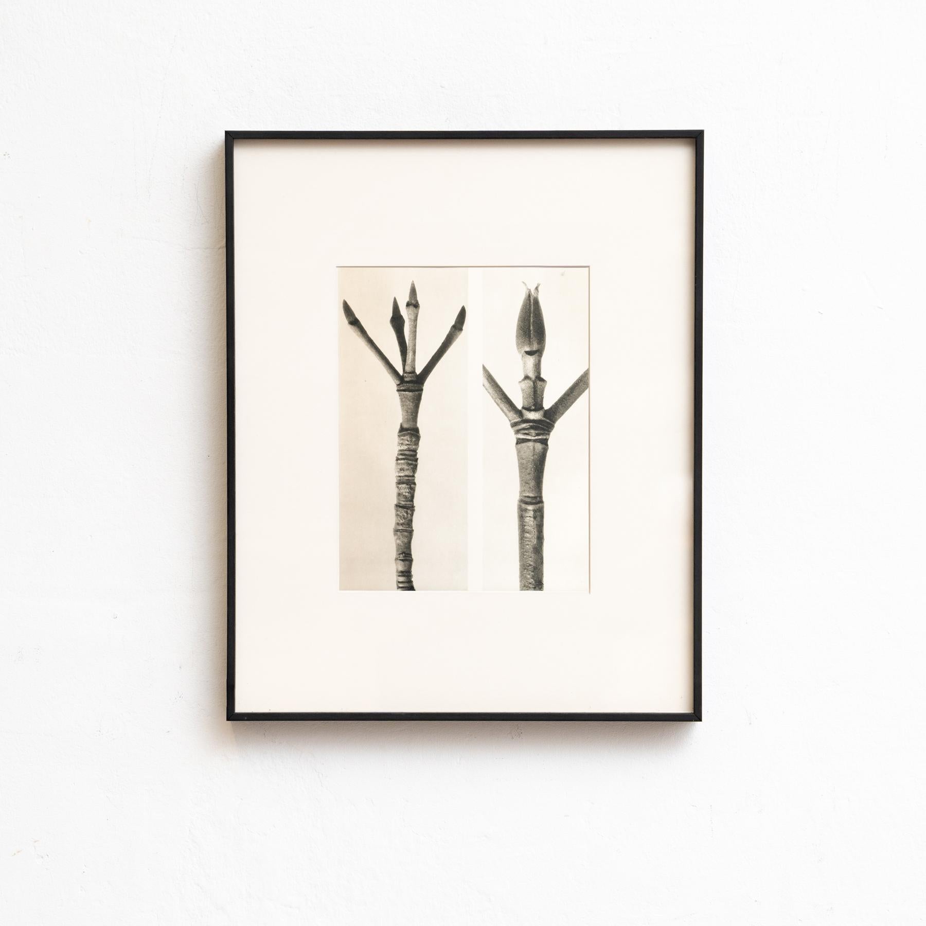 Mid-Century Modern Set of Four Karl Blossfeldt Framed Photogravures: Nature's Elegance (1942) For Sale