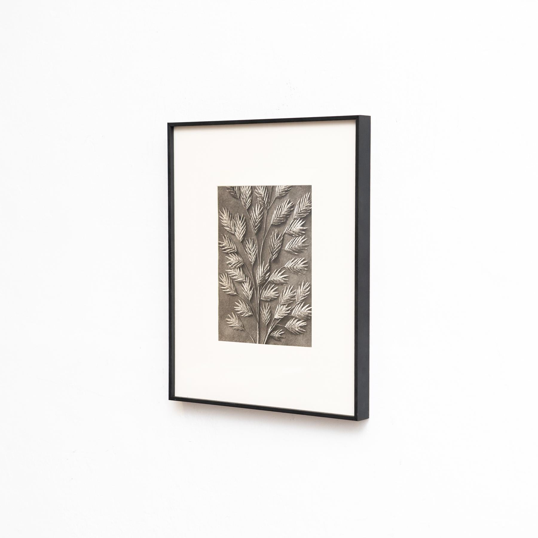 Mid-Century moderno Set di quattro fotogrammi incorniciati di Karl Blossfeldt: Natural Elegance (1942) in vendita