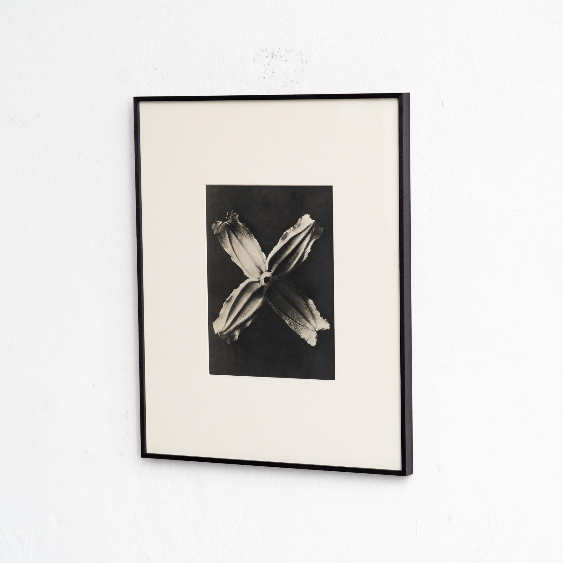 Spanish Set of Four Karl Blossfeldt Framed Photogravures: Nature's Elegance (1942) For Sale