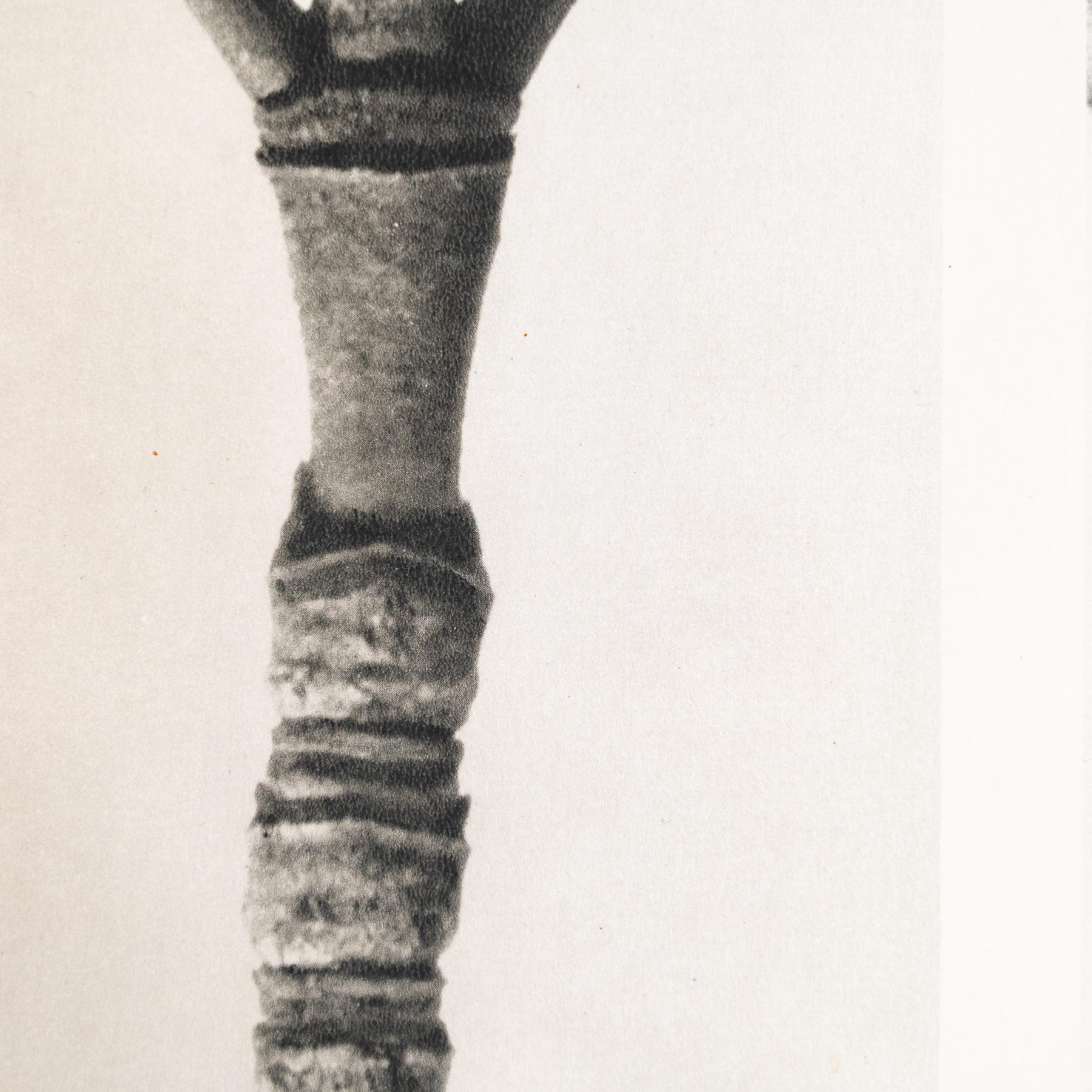 Spanish Set of Four Karl Blossfeldt Framed Photogravures: Nature's Elegance (1942) For Sale