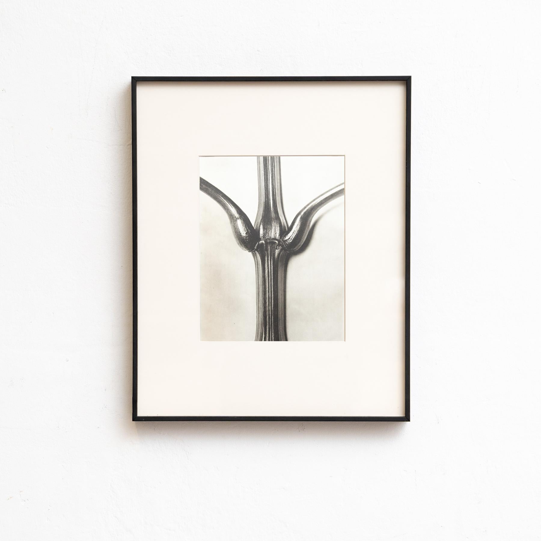 Spagnolo Set di quattro fotogrammi incorniciati di Karl Blossfeldt: Natural Elegance (1942) in vendita