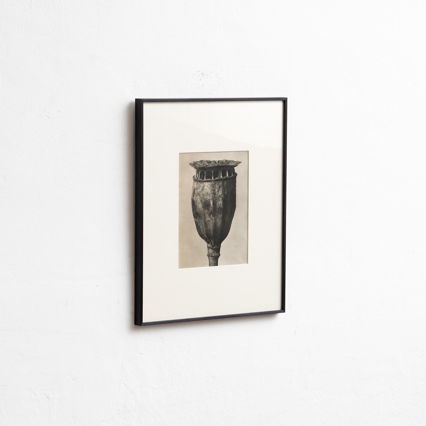 Set of Four Karl Blossfeldt Framed Photogravures: Nature's Elegance (1942) In Good Condition For Sale In Barcelona, Barcelona