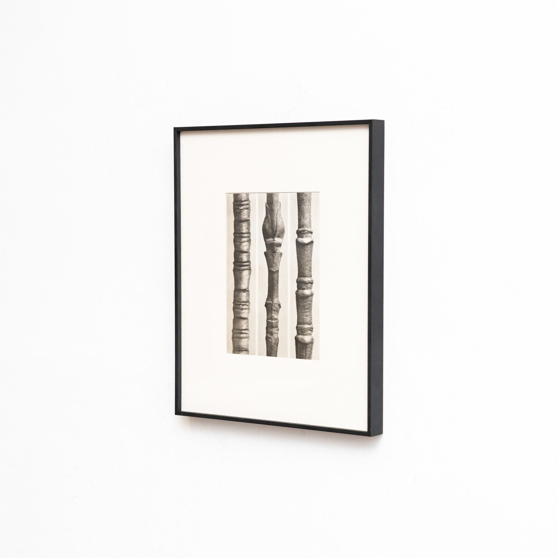 Set of Four Karl Blossfeldt Framed Photogravures: Nature's Elegance (1942) In Good Condition For Sale In Barcelona, Barcelona