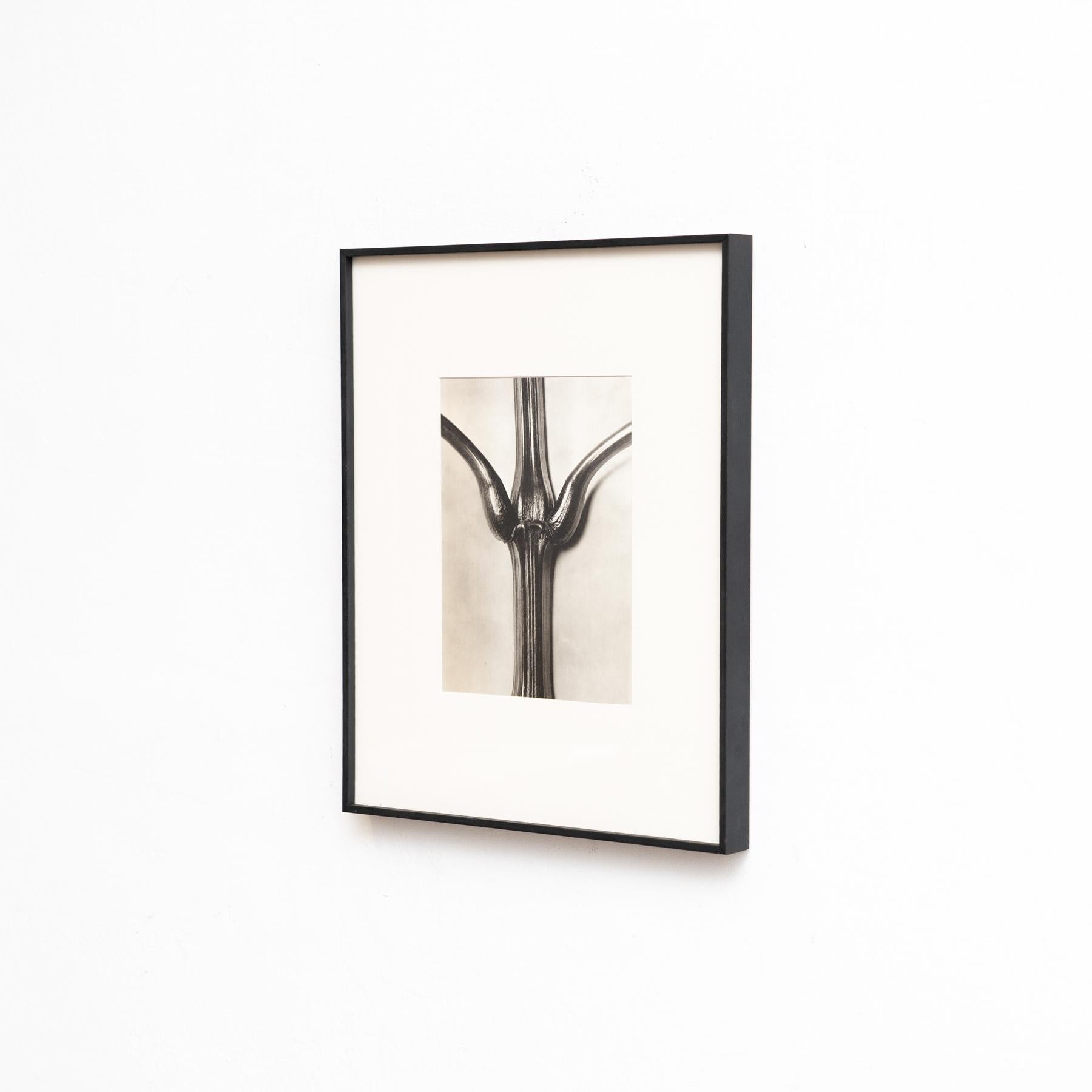 Set di quattro fotogrammi incorniciati di Karl Blossfeldt: Natural Elegance (1942) In condizioni buone in vendita a Barcelona, Barcelona