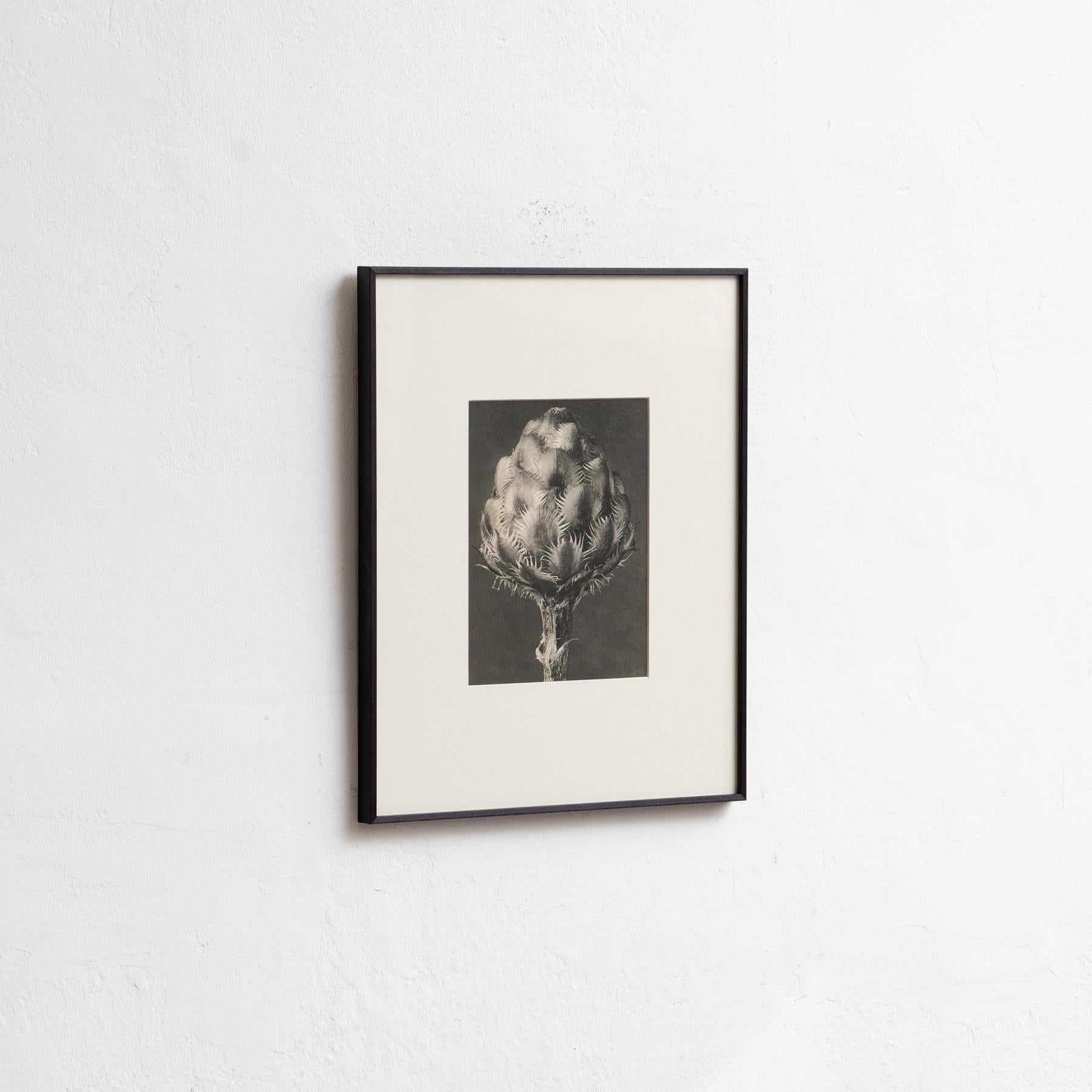 Mid-20th Century Set of Four Karl Blossfeldt Framed Photogravures: Nature's Elegance (1942) For Sale