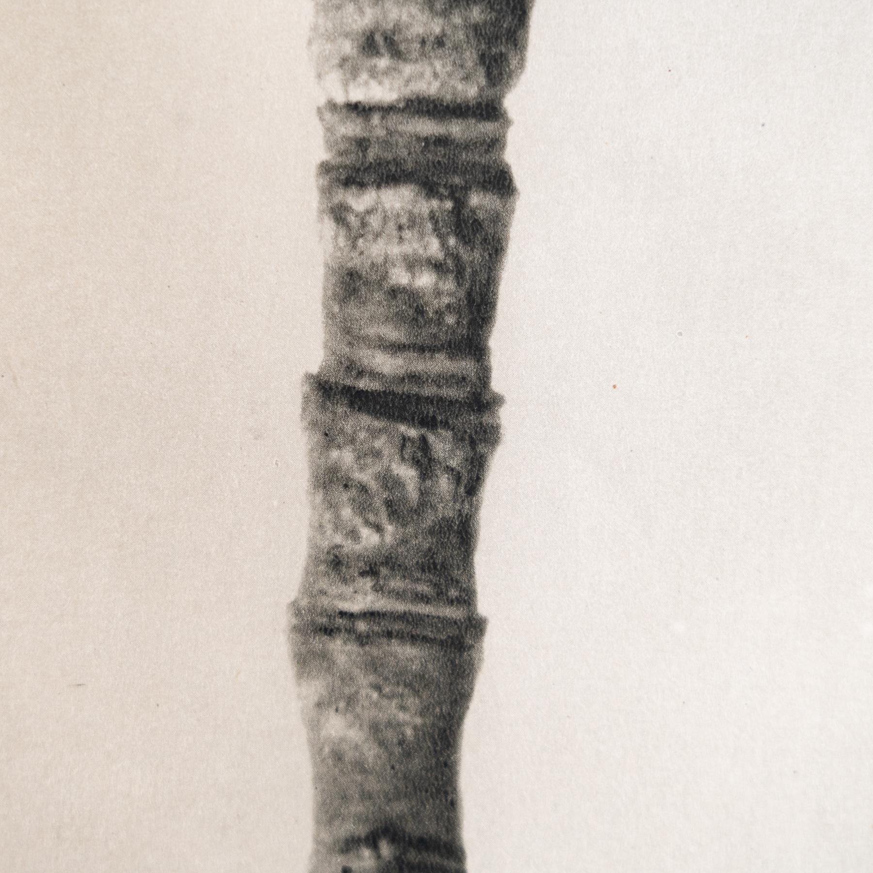Mid-20th Century Set of Four Karl Blossfeldt Framed Photogravures: Nature's Elegance (1942) For Sale