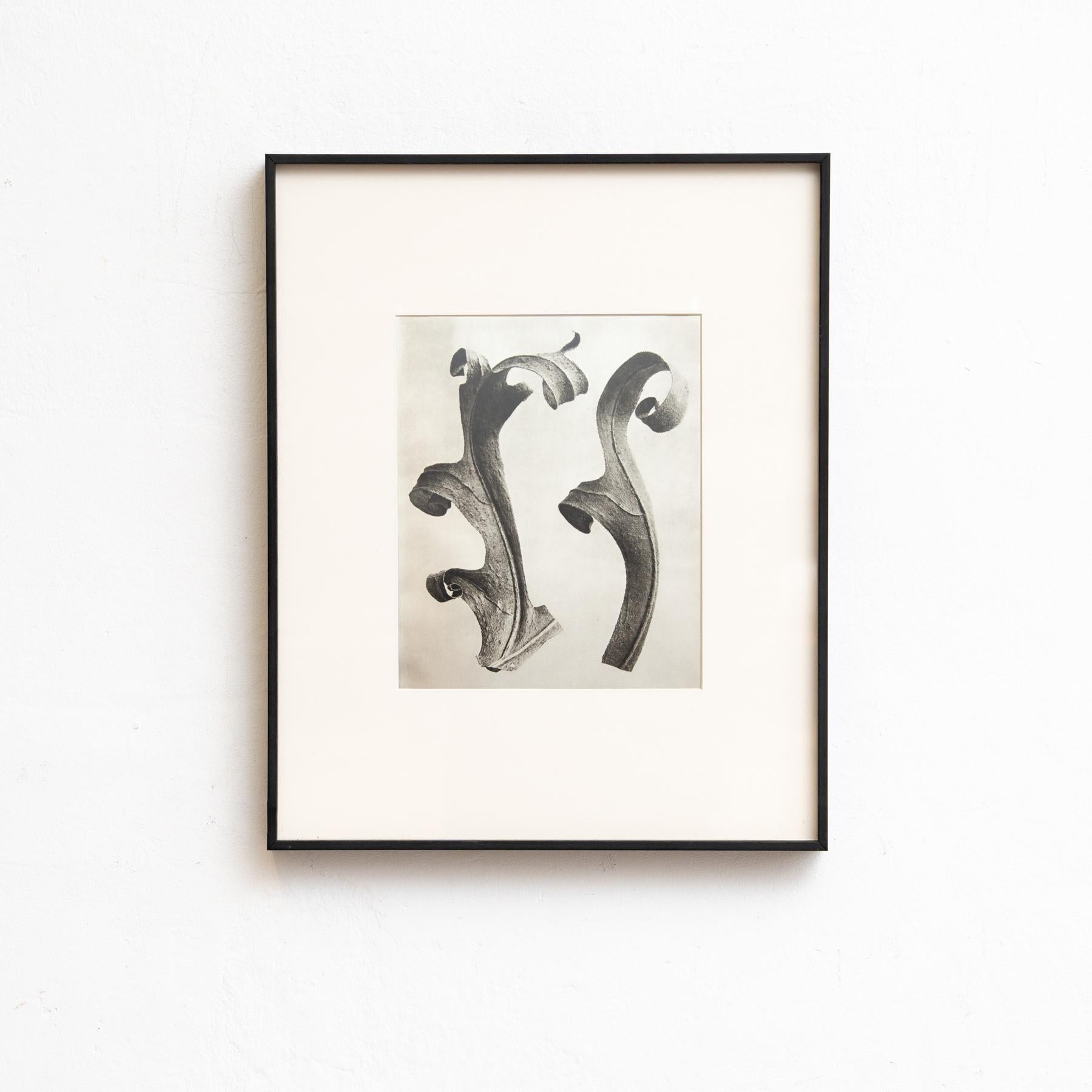 Metà XX secolo Set di quattro fotogrammi incorniciati di Karl Blossfeldt: Natural Elegance (1942) in vendita
